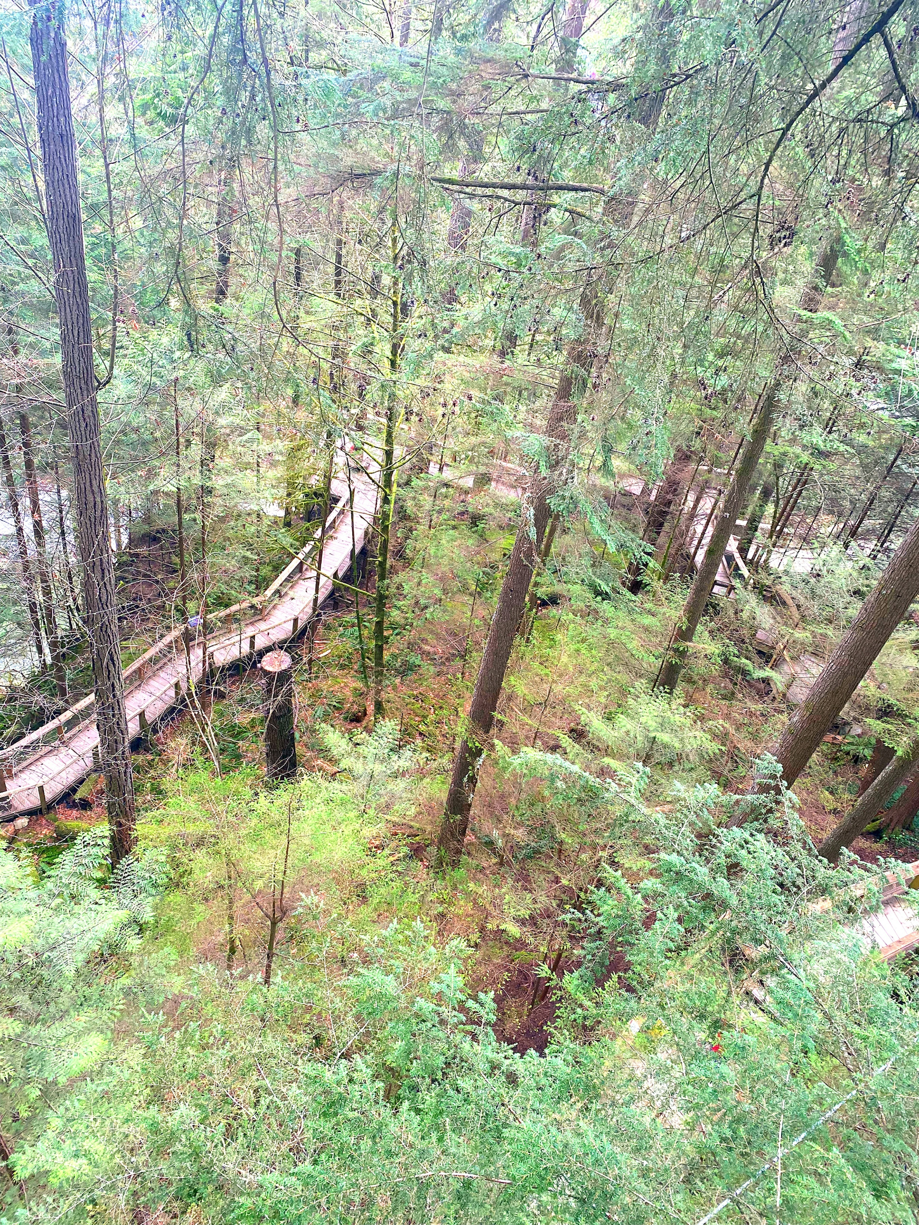 Wooden pathway winding through a lush green forest