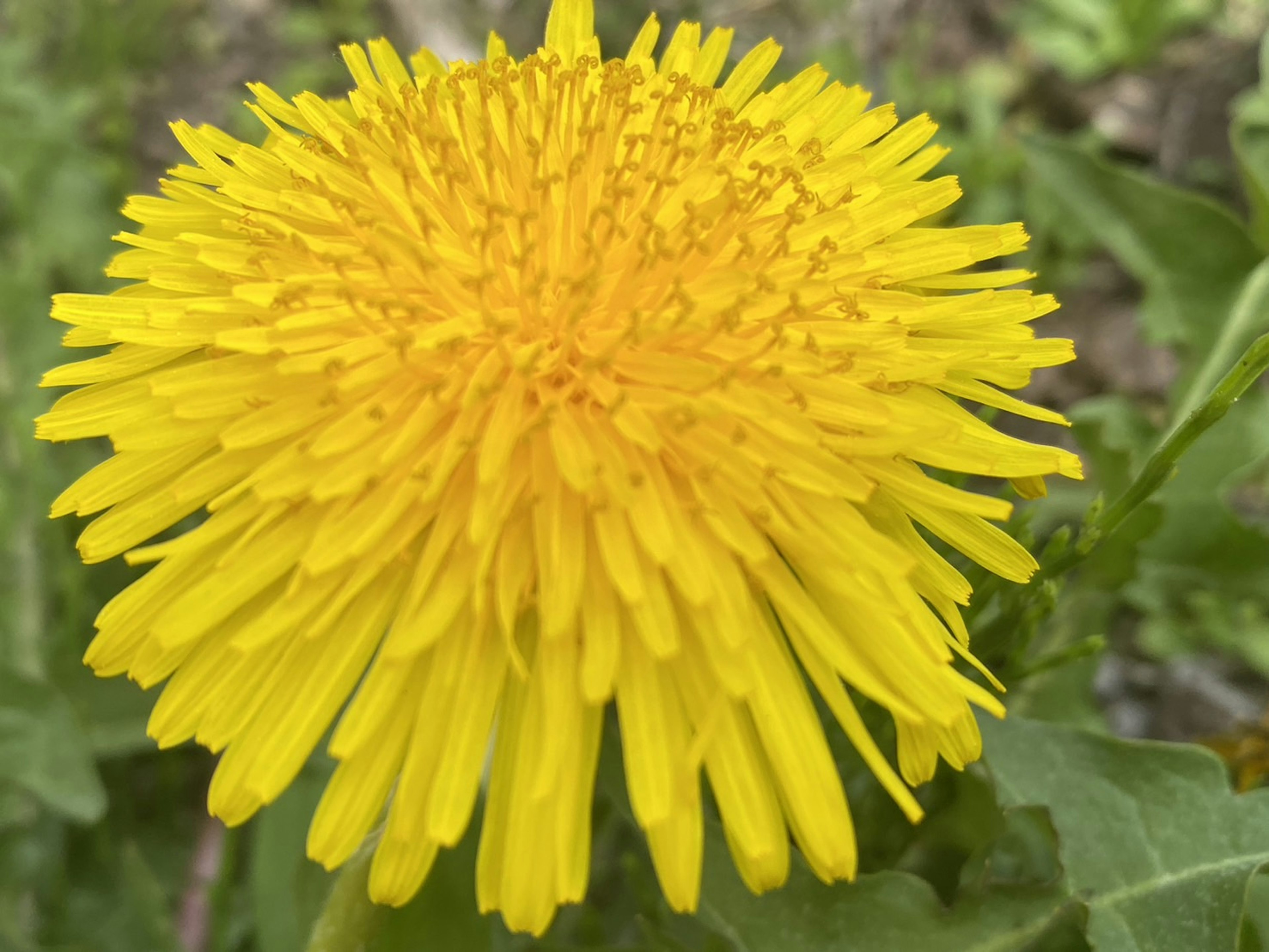 Vibrant yellow dandelion flower blooming among green leaves