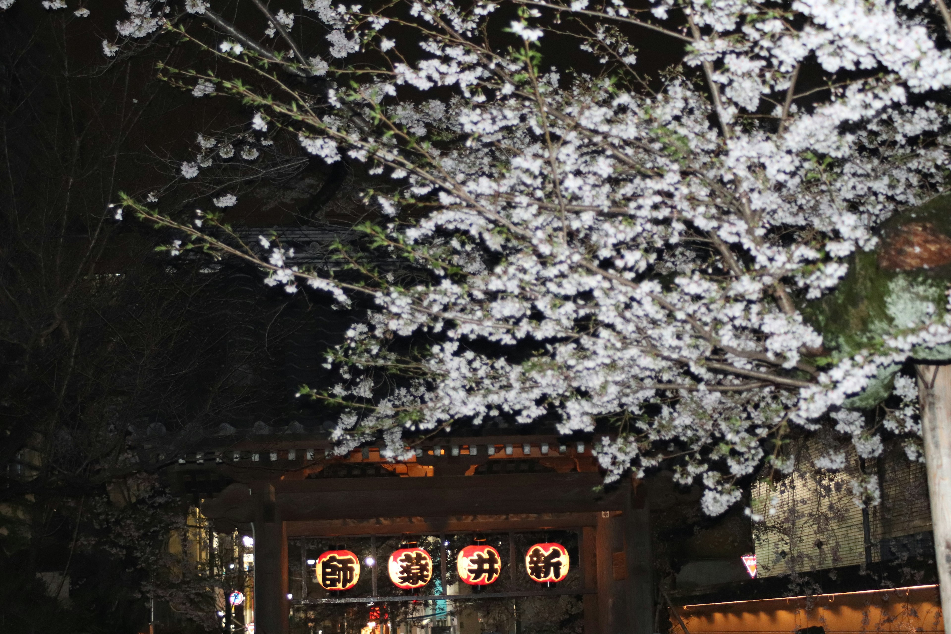 Kirschblüten in voller Blüte bei Nacht mit traditioneller japanischer Architektur und Laternen