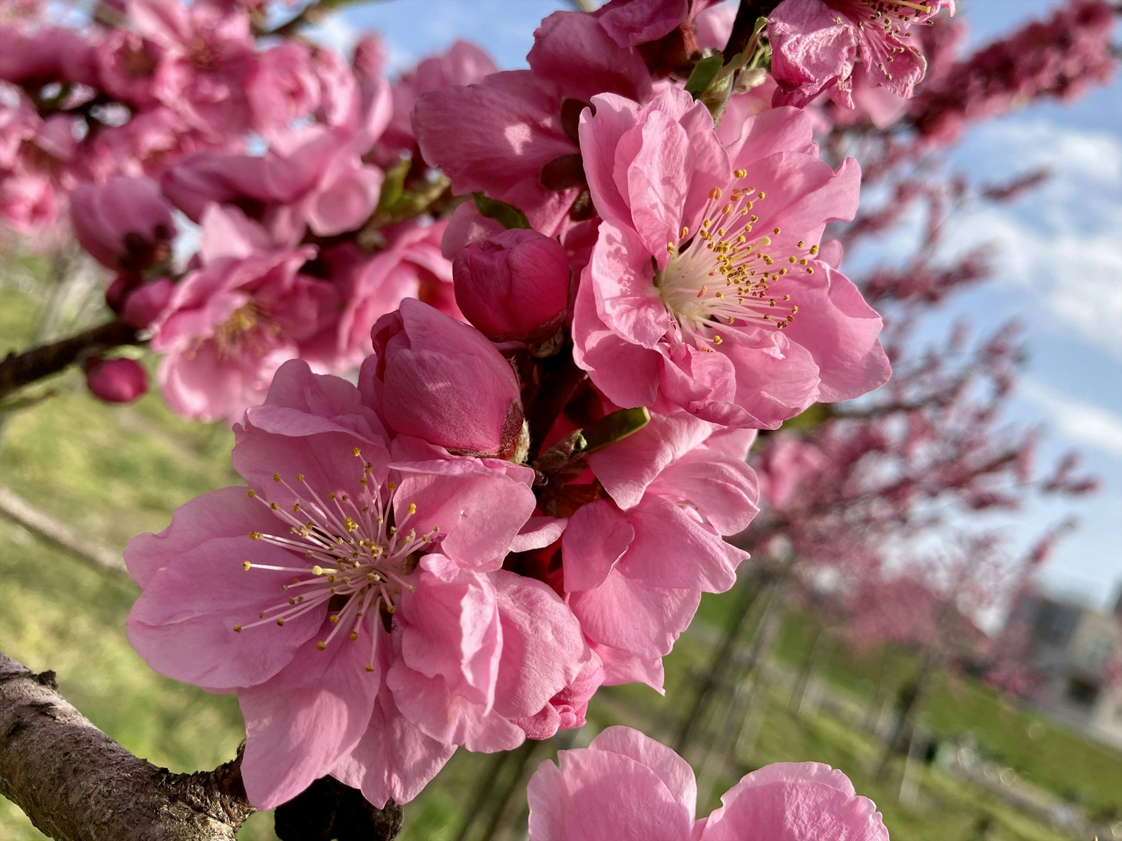 Primo piano di un albero di pesco in fiore con fiori rosa vivaci