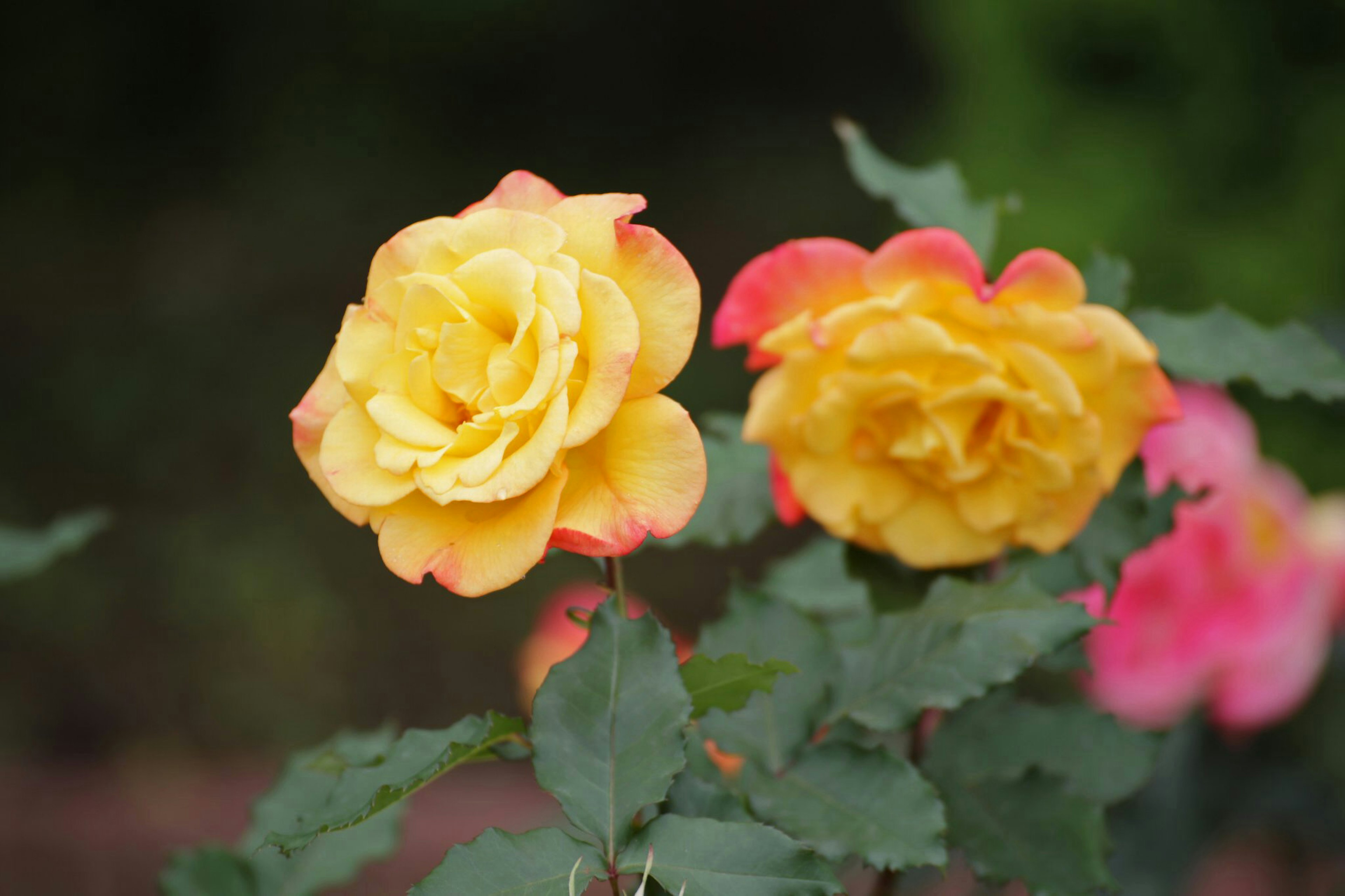 Flores de rosa amarillas y naranjas en flor