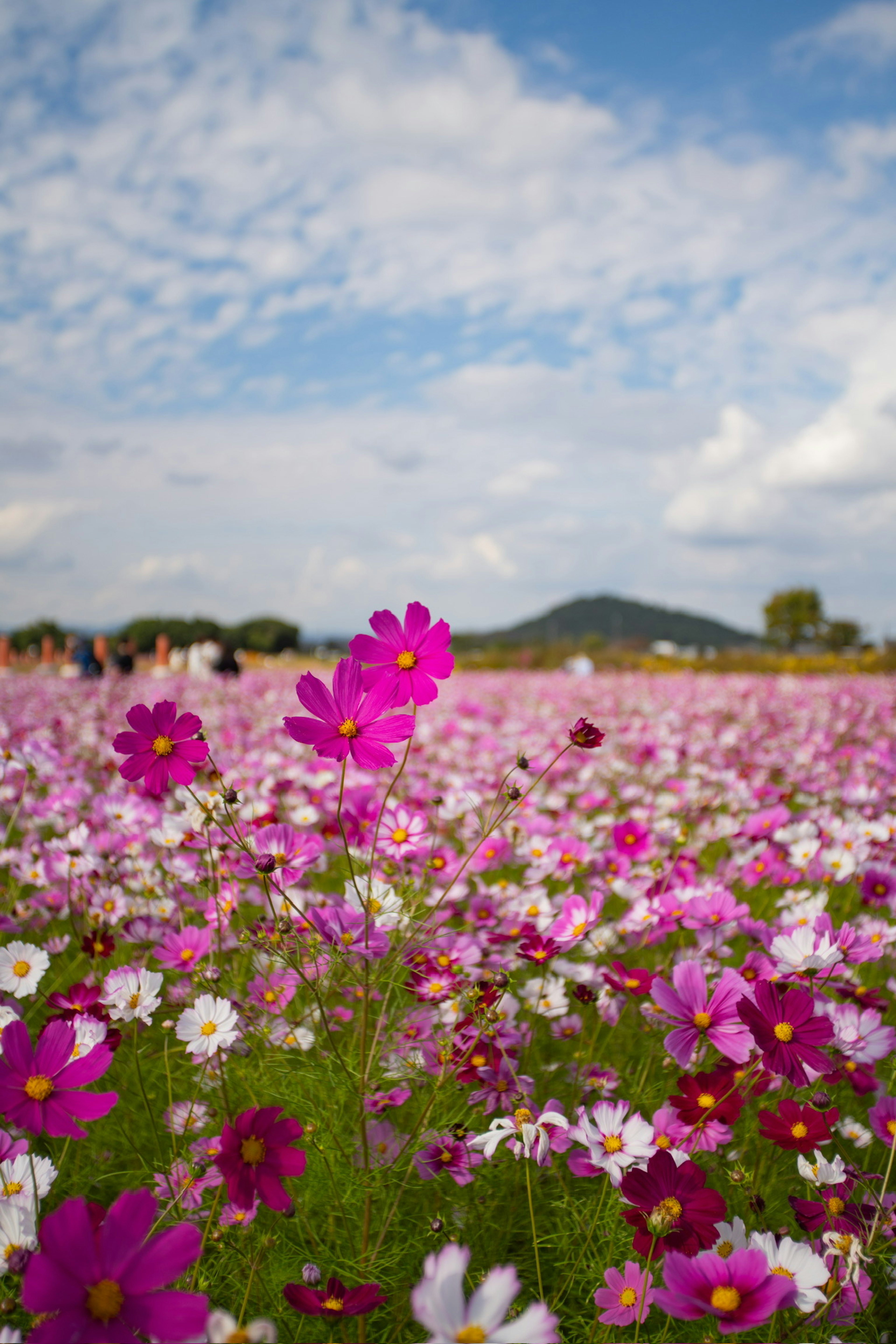 青空の下に咲く色とりどりの花々の広がり