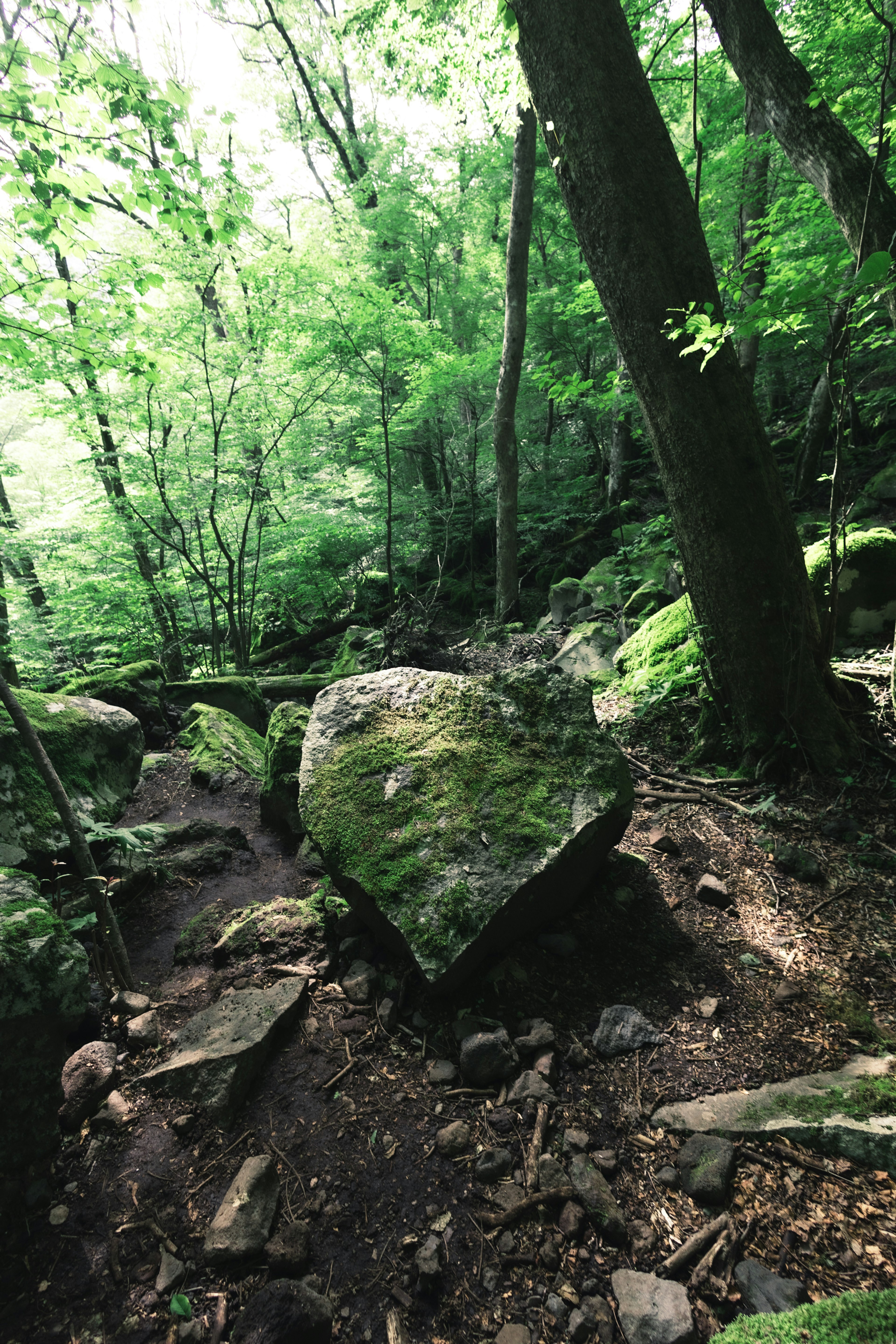 Grand rocher recouvert de mousse dans une forêt verdoyante