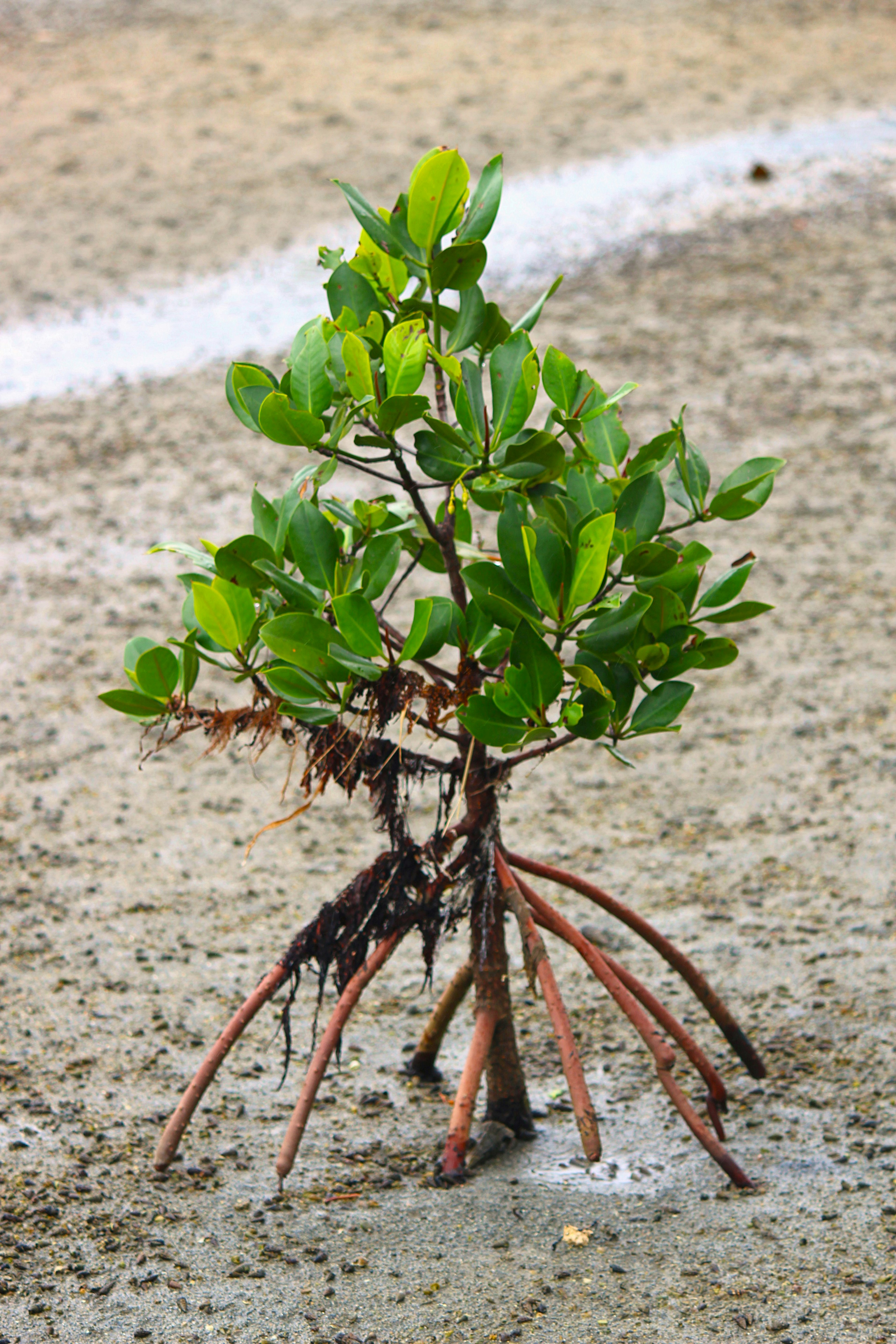 Kleiner Mangrovenbaum, der auf dem Boden wächst