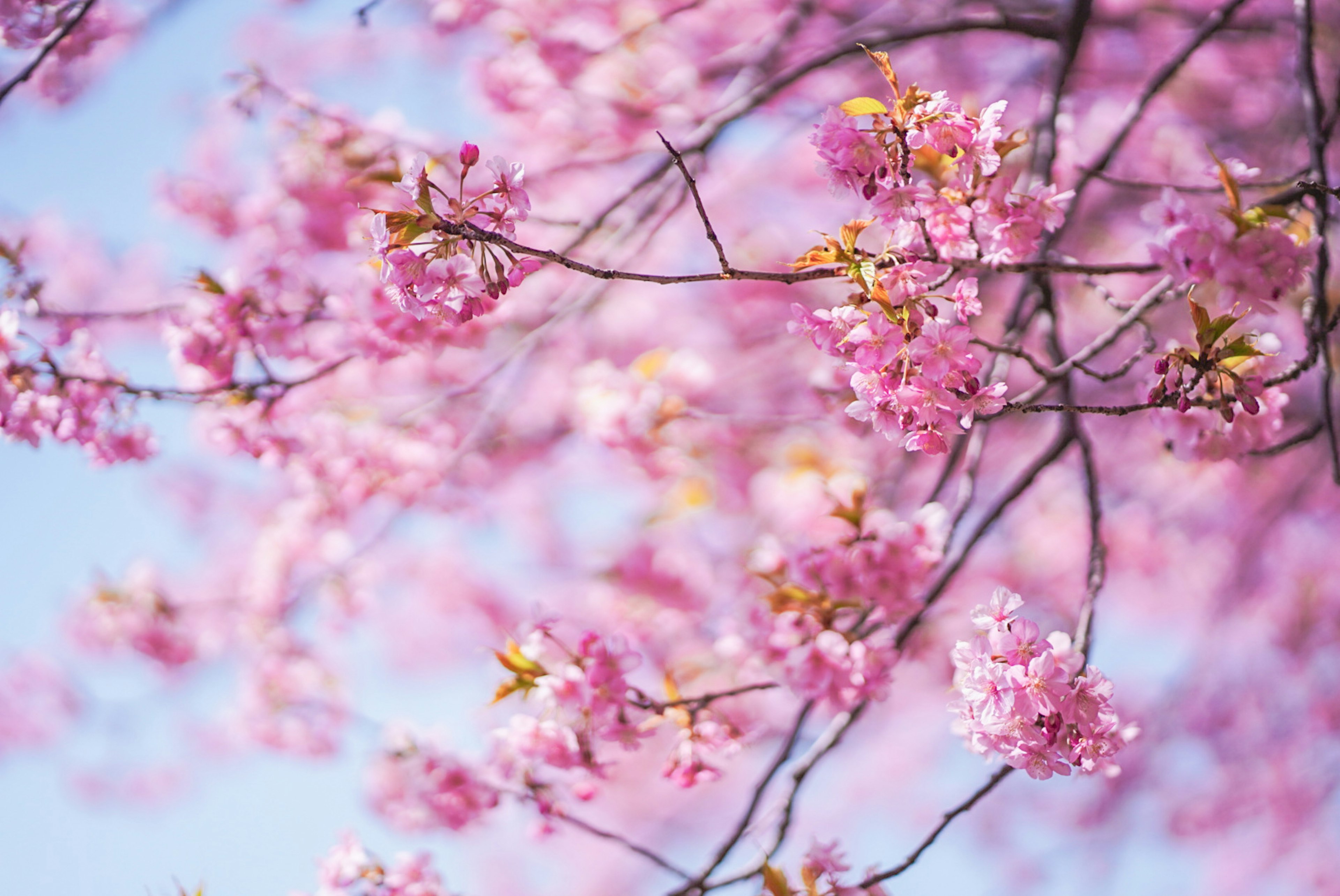 桜の花が咲いている青空の背景にある枝