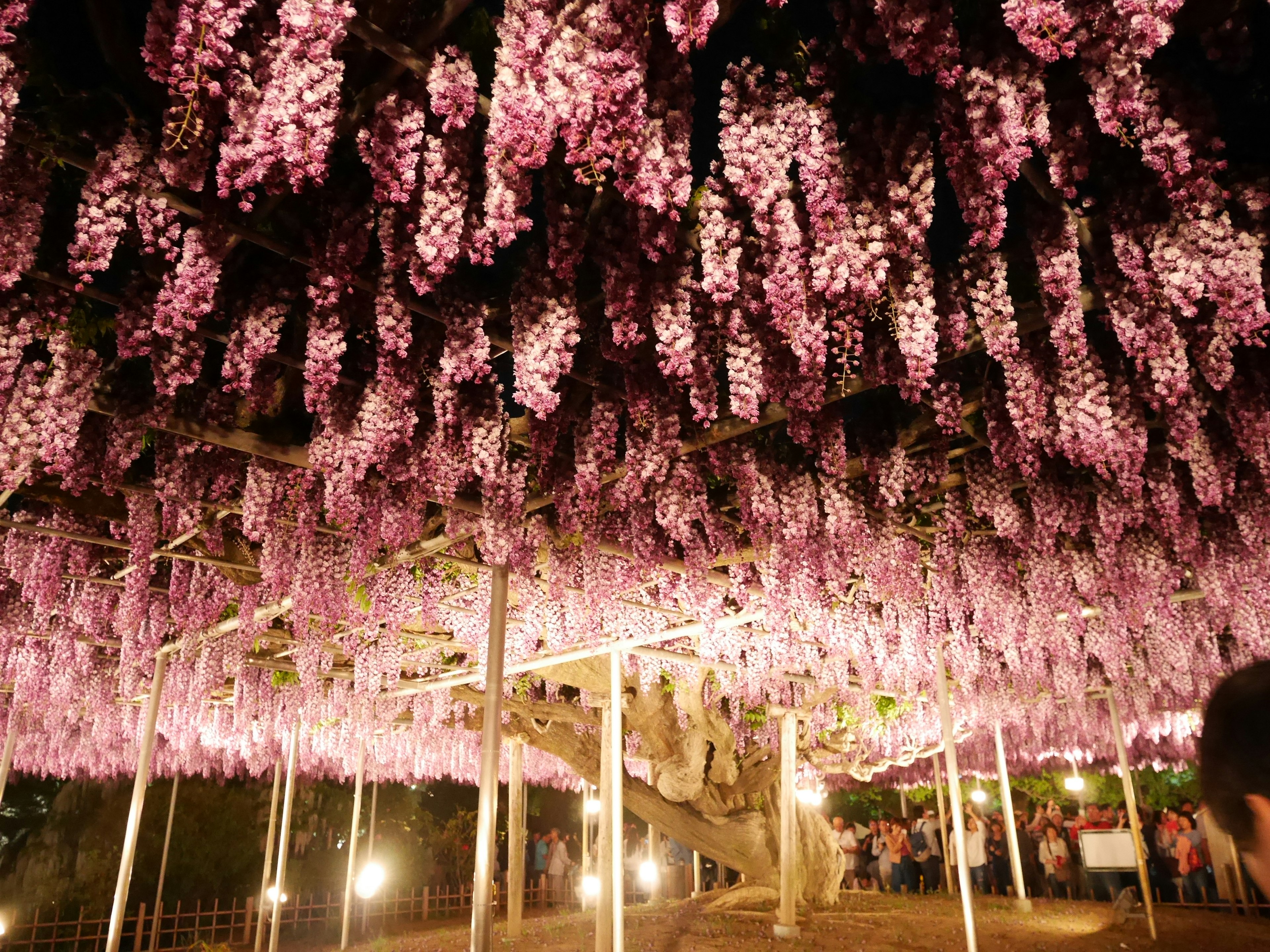 Sebuah terowongan dihiasi dengan bunga wisteria ungu yang sedang mekar