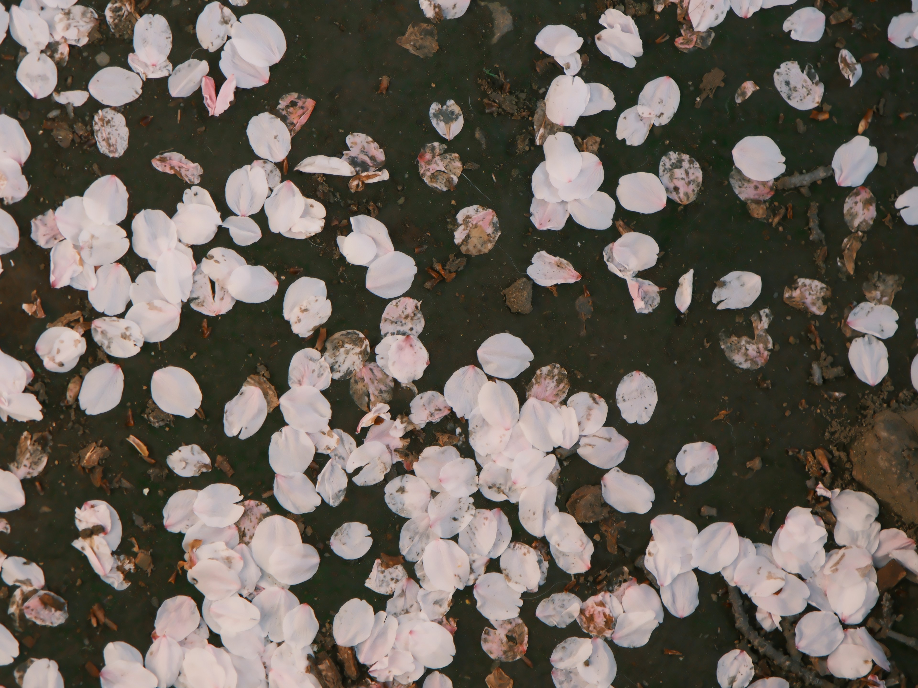 Cherry blossom petals floating on water with brown leaves