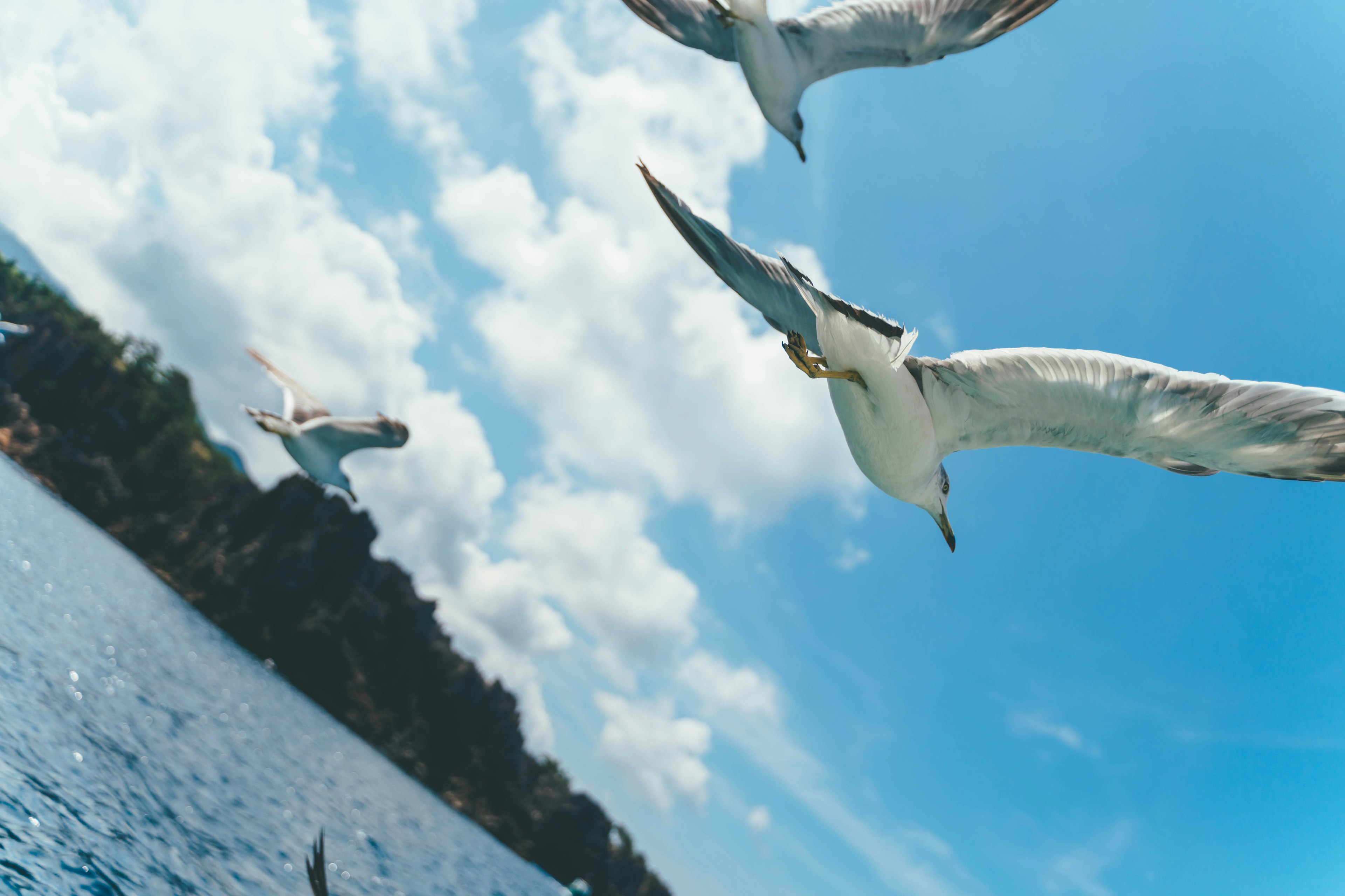 Eine Gruppe von Möwen, die unter einem blauen Himmel über dem Meer fliegen