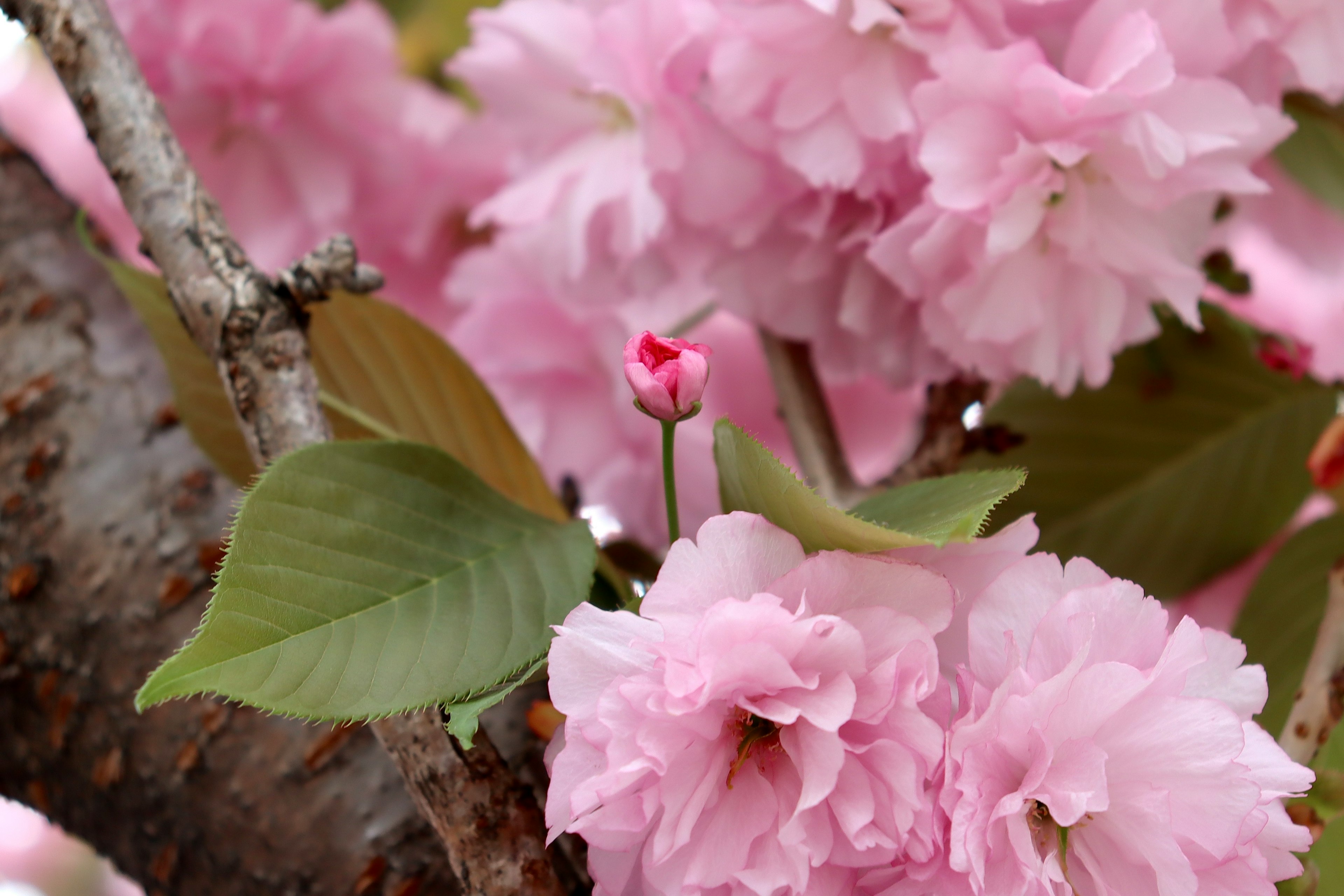 Nahaufnahme von Kirschblüten an einem Ast mit zarten rosa Blüten und grünen Blättern