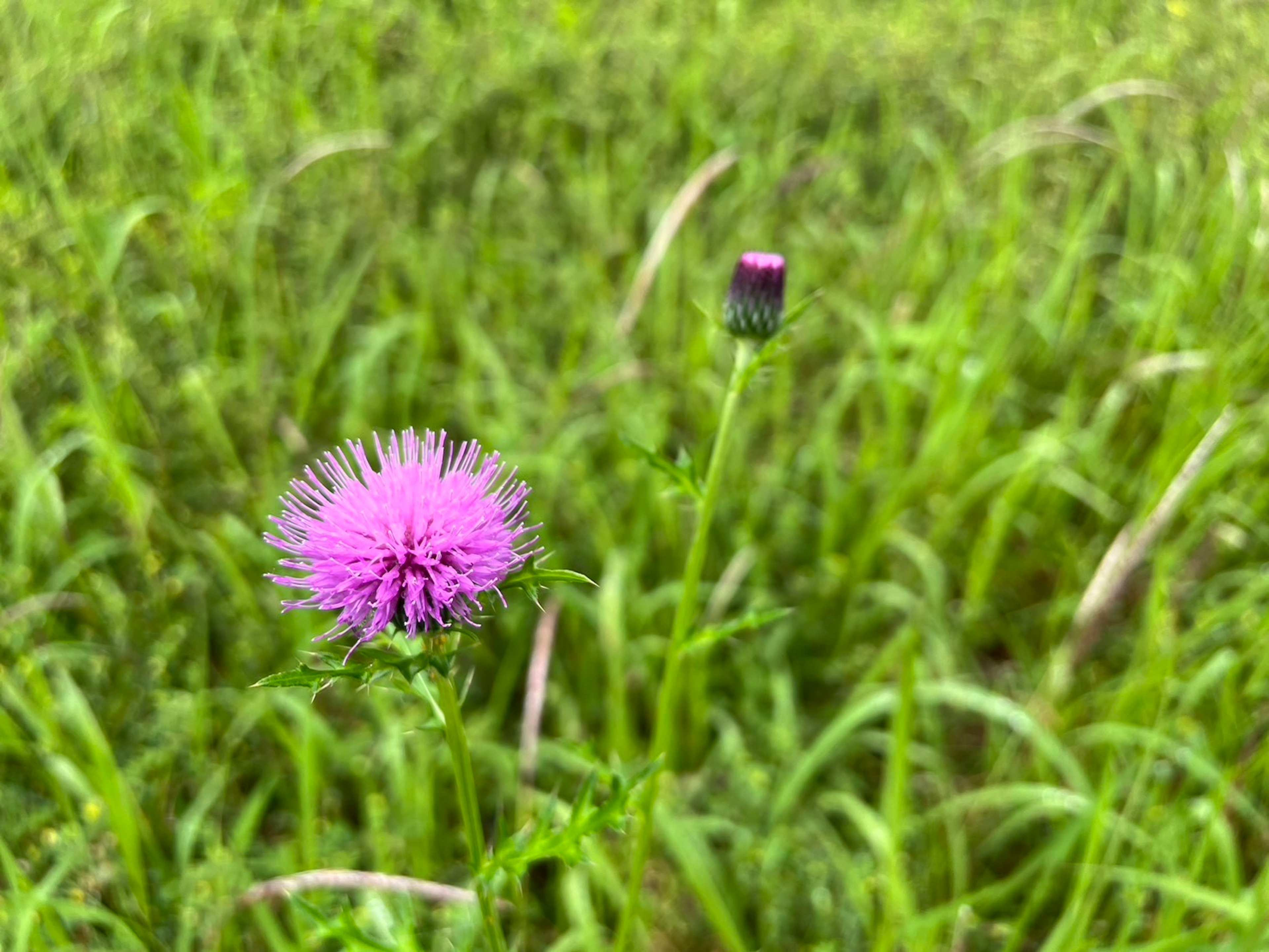 Imagen de una flor morada y un capullo en un prado verde