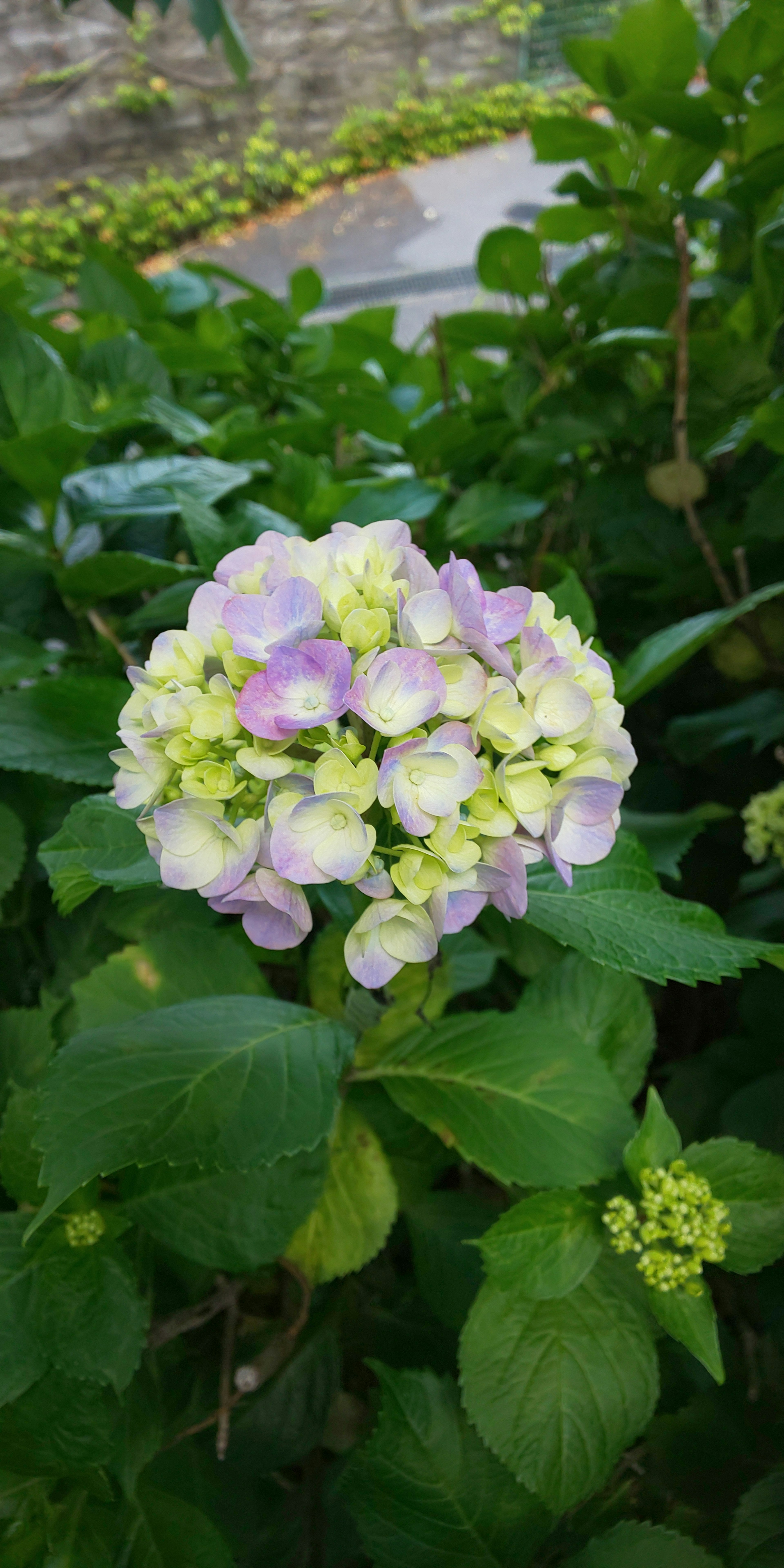 紫と緑の色合いのアジサイの花が葉の間に咲いている