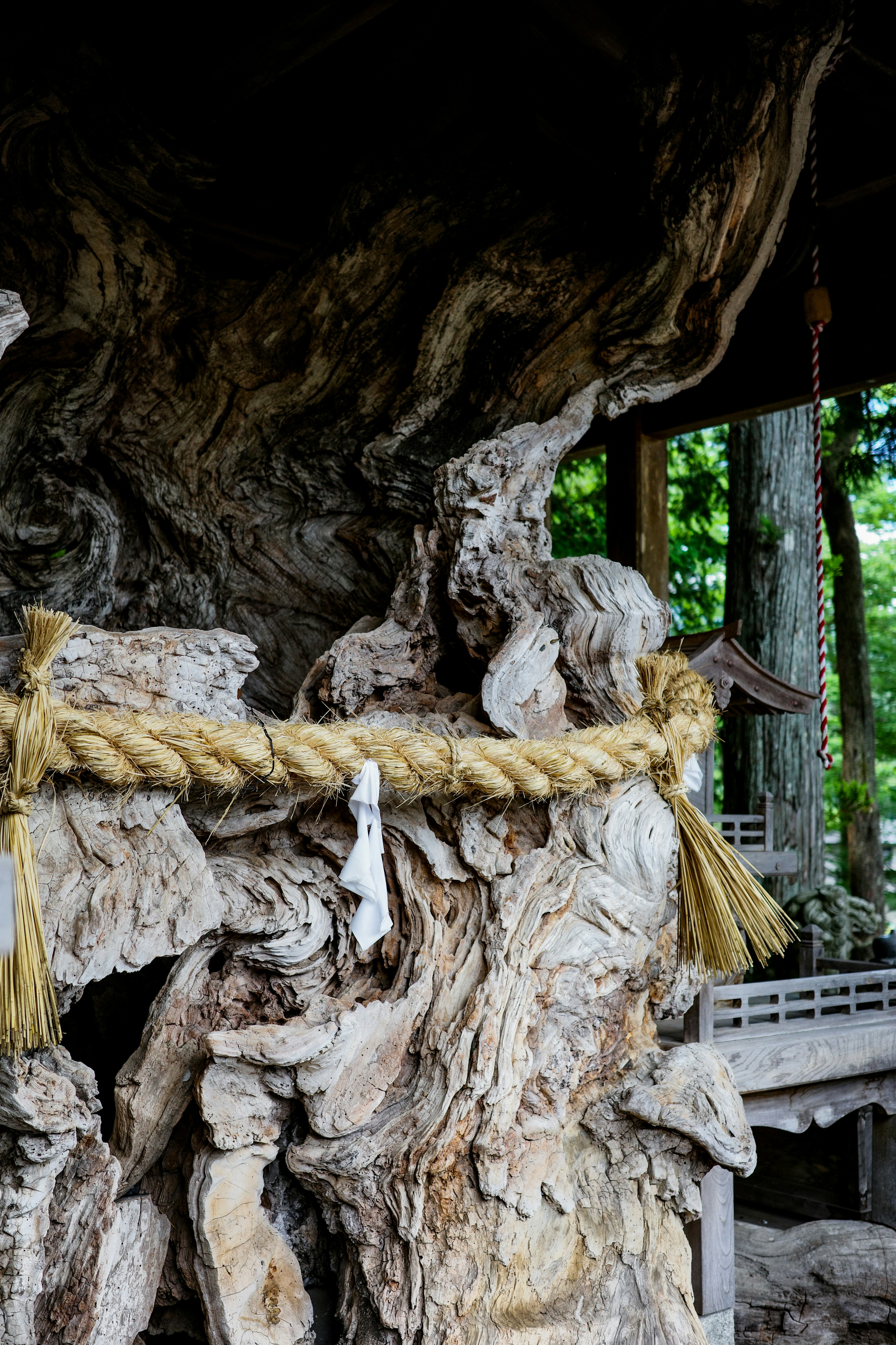 Ancient tree roots adorned with sacred rope