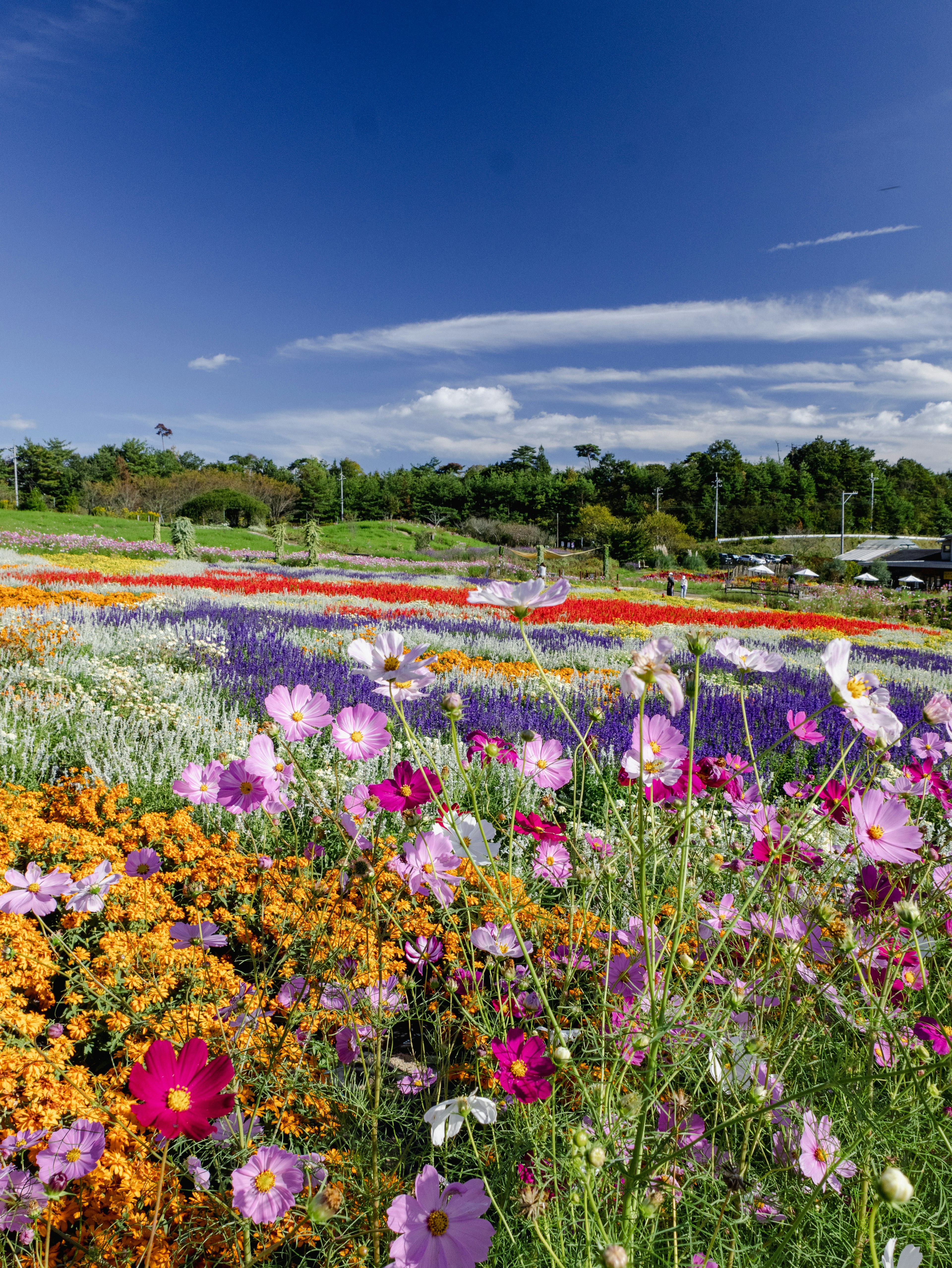 色とりどりの花々が広がる美しい風景