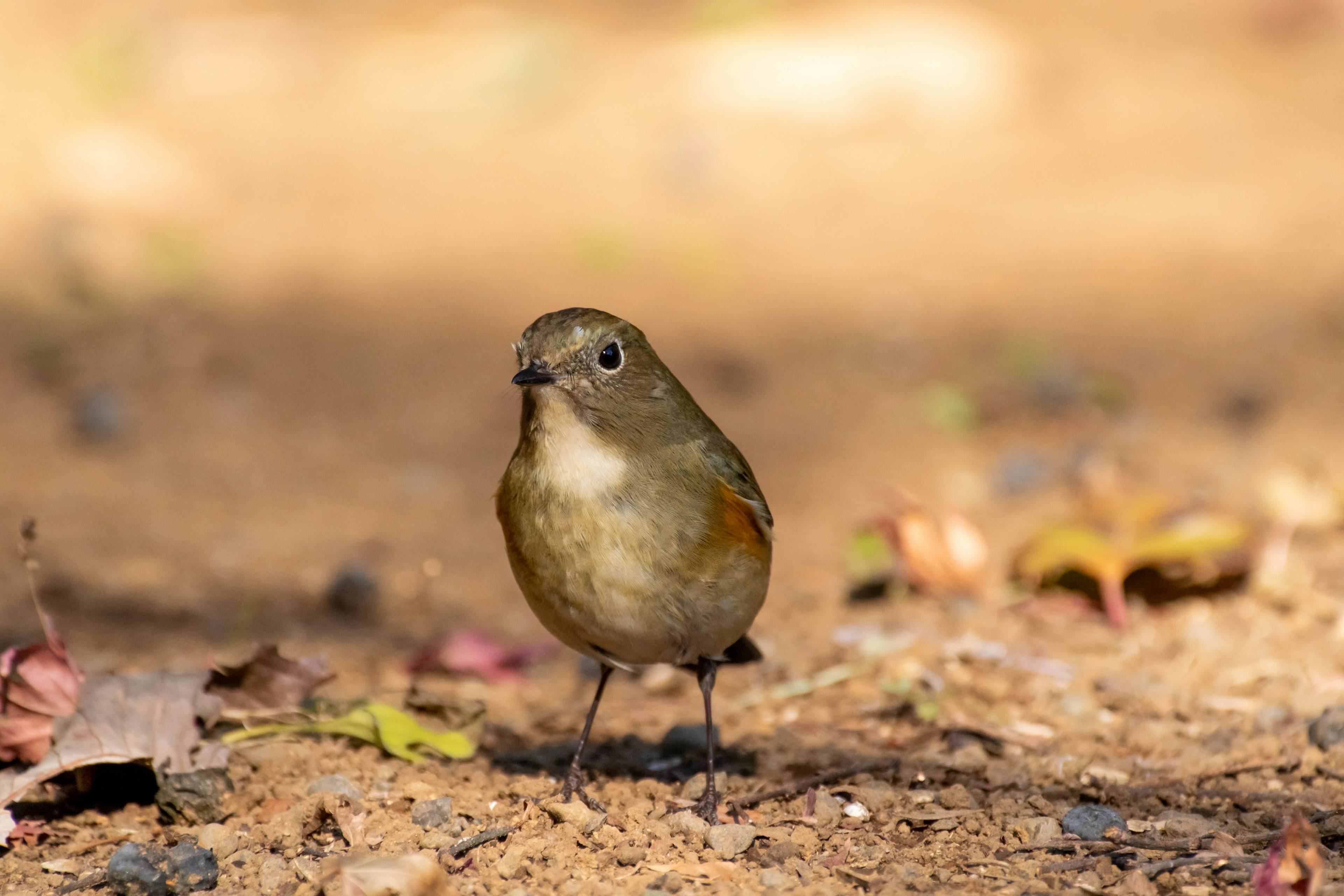 Un piccolo uccello in piedi sul terreno con piume marroni e un ventre color crema