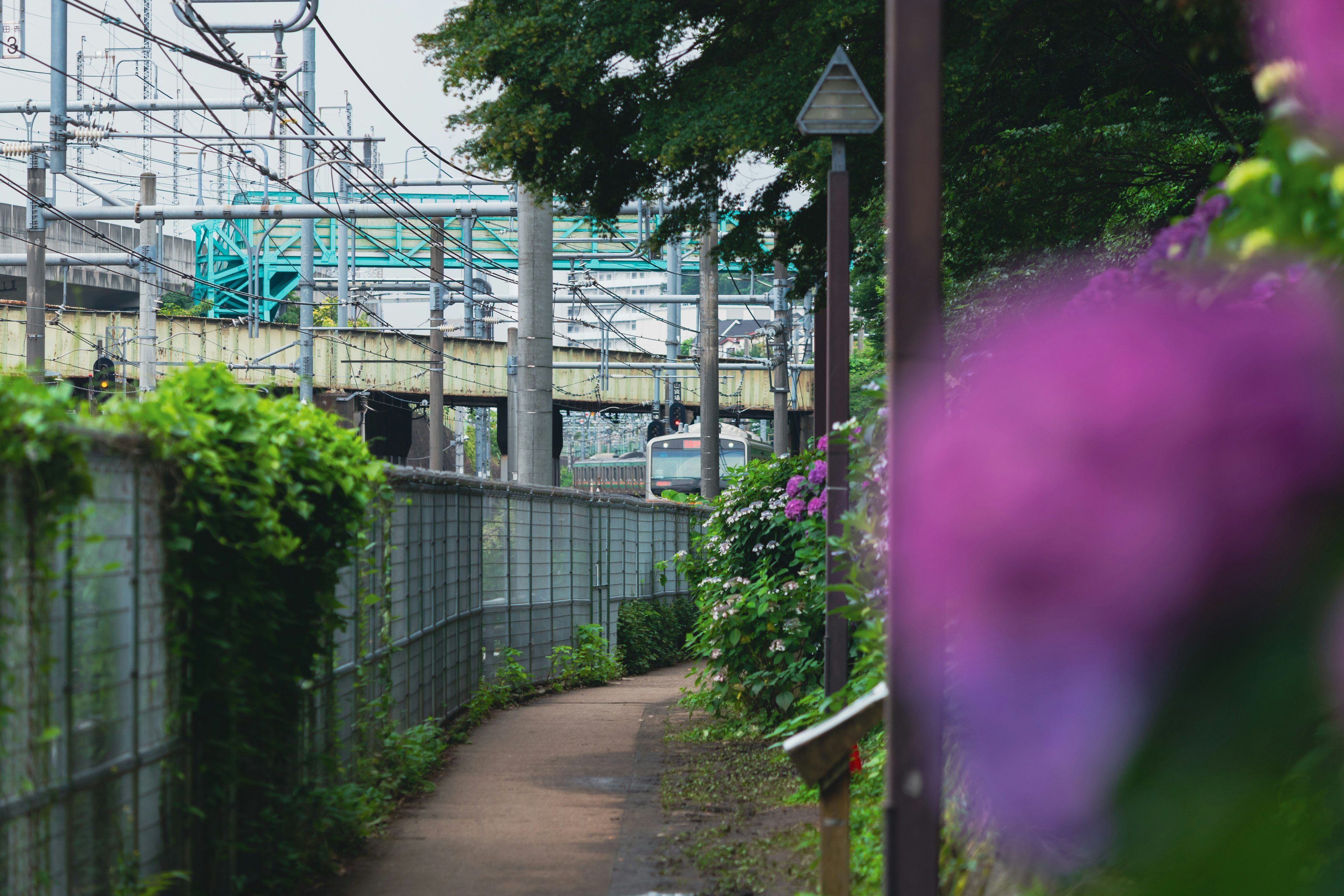 緑の植物と紫の花がある小道があり、背景には鉄道の線路が見える