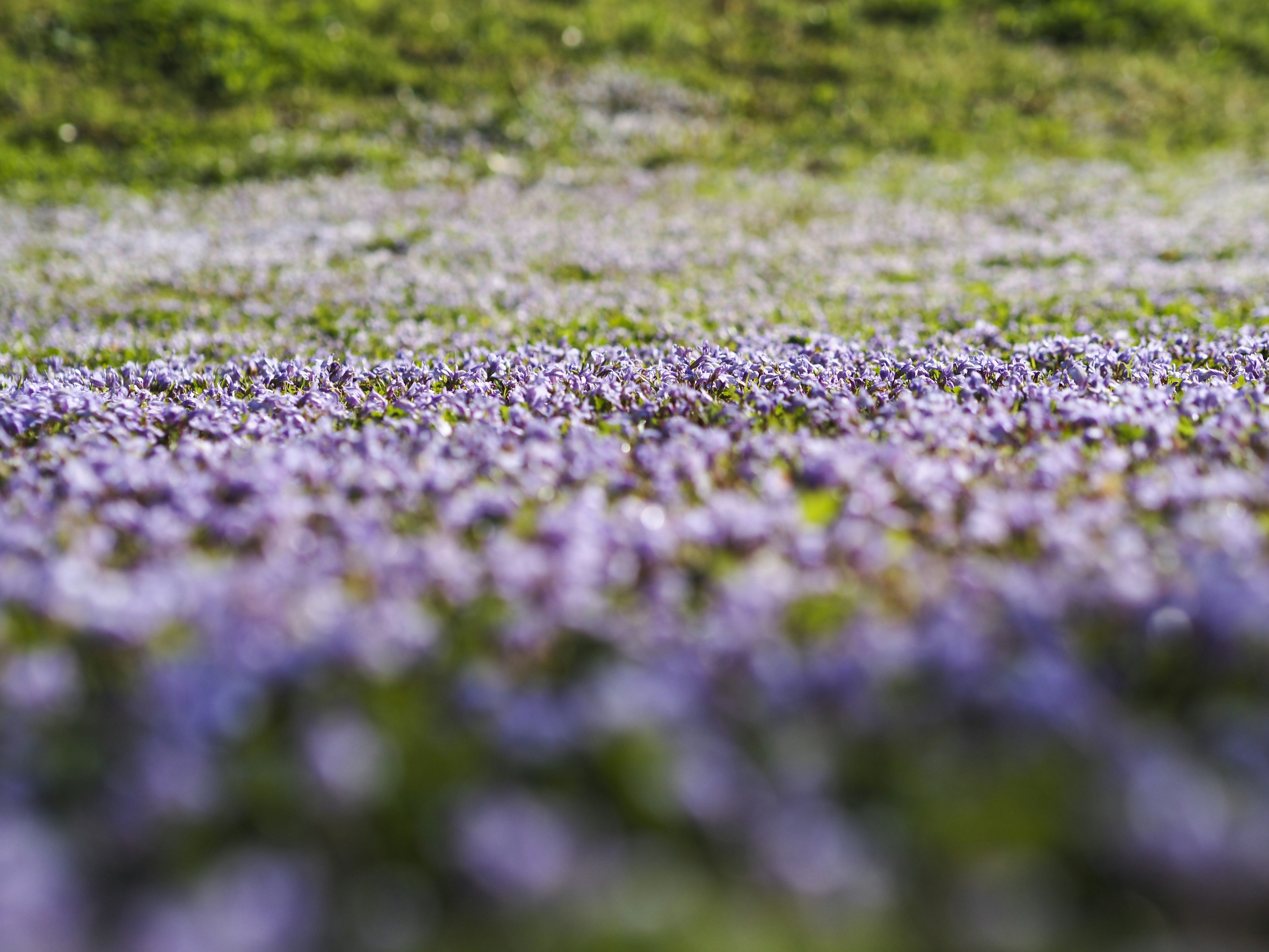 Eine Landschaft mit lila Blumen, die in einem grasbewachsenen Feld blühen