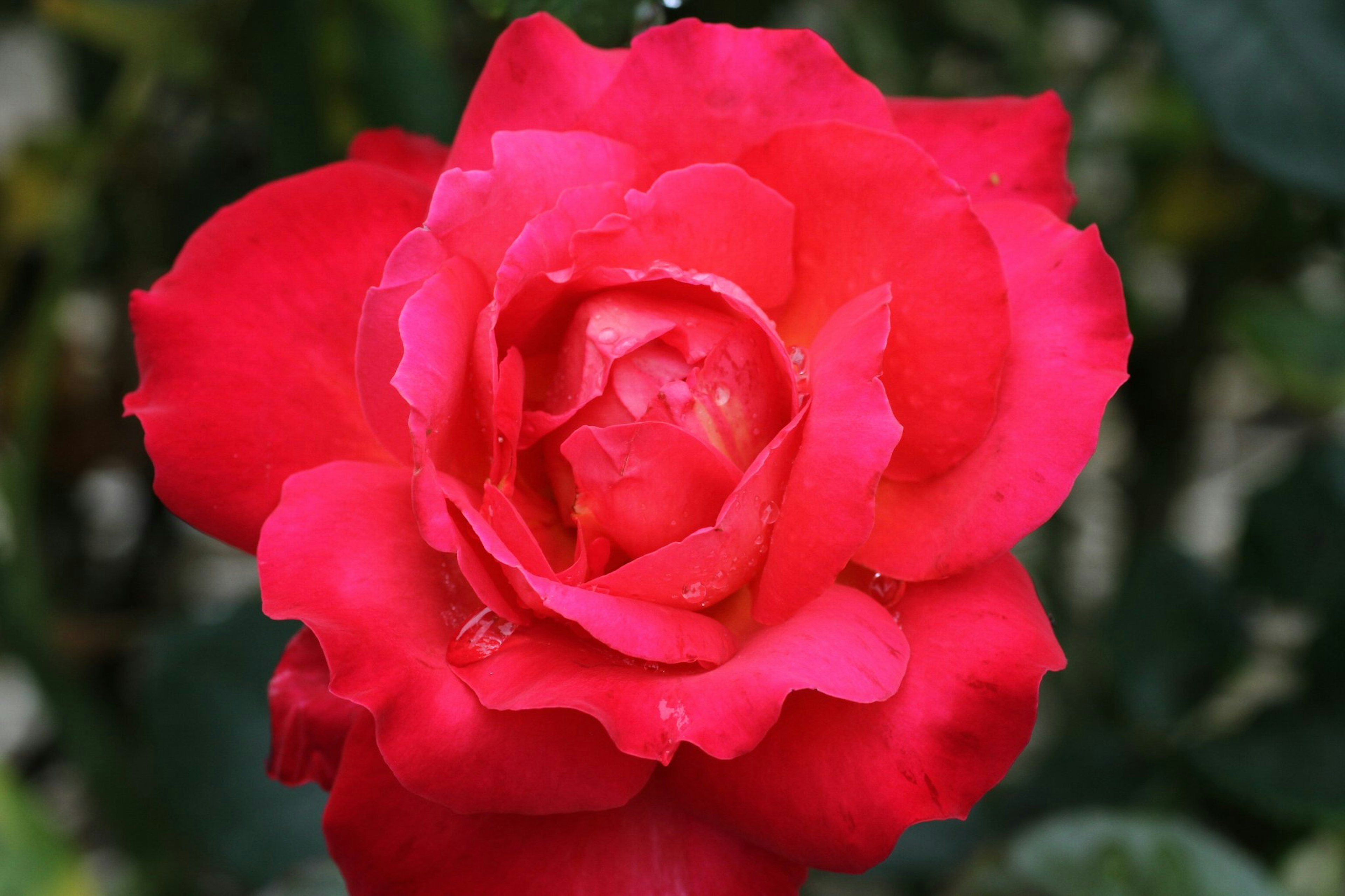 Bunga mawar merah cerah yang mekar