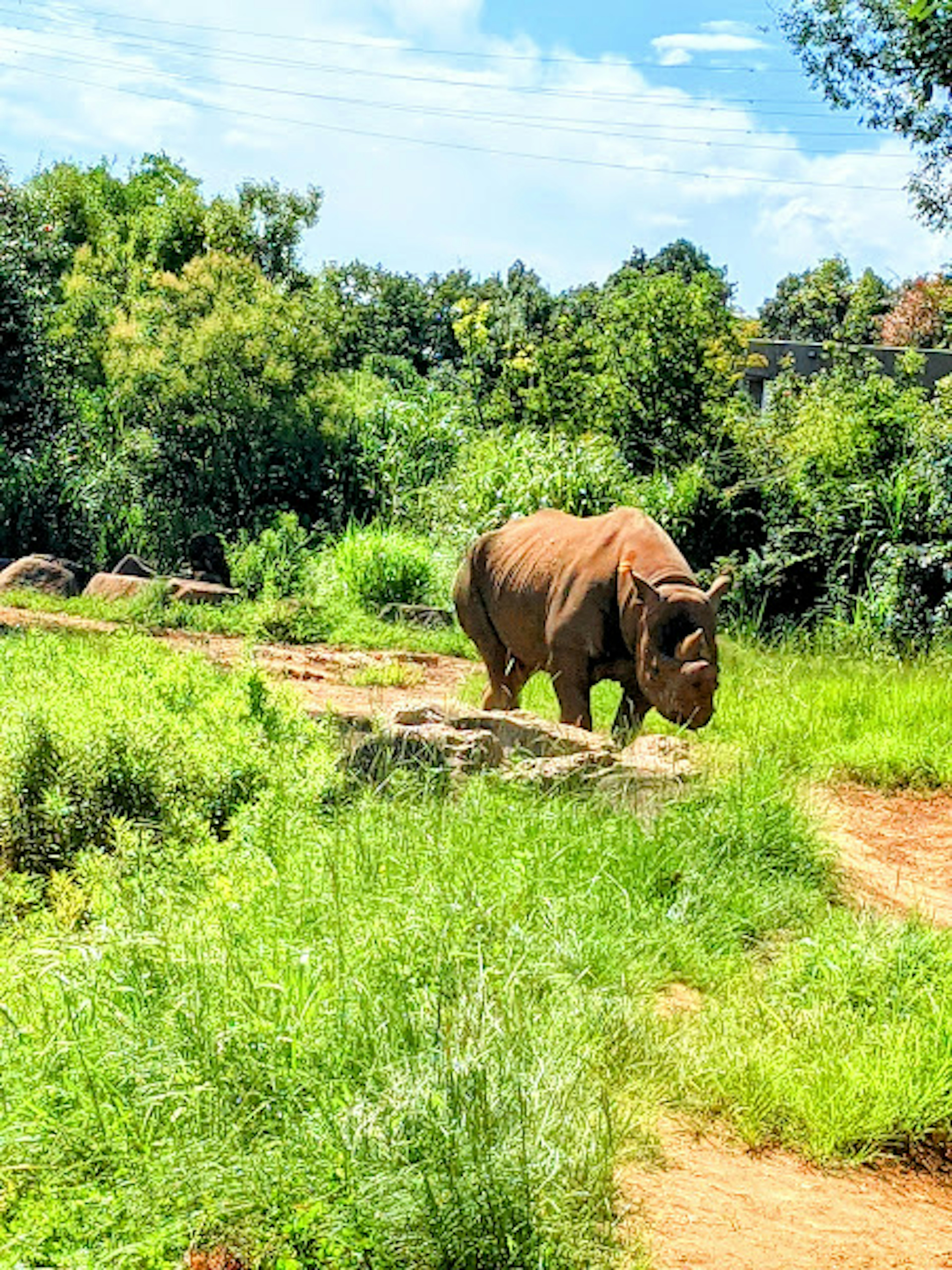 Rhinocéros marchant à travers une verdure luxuriante