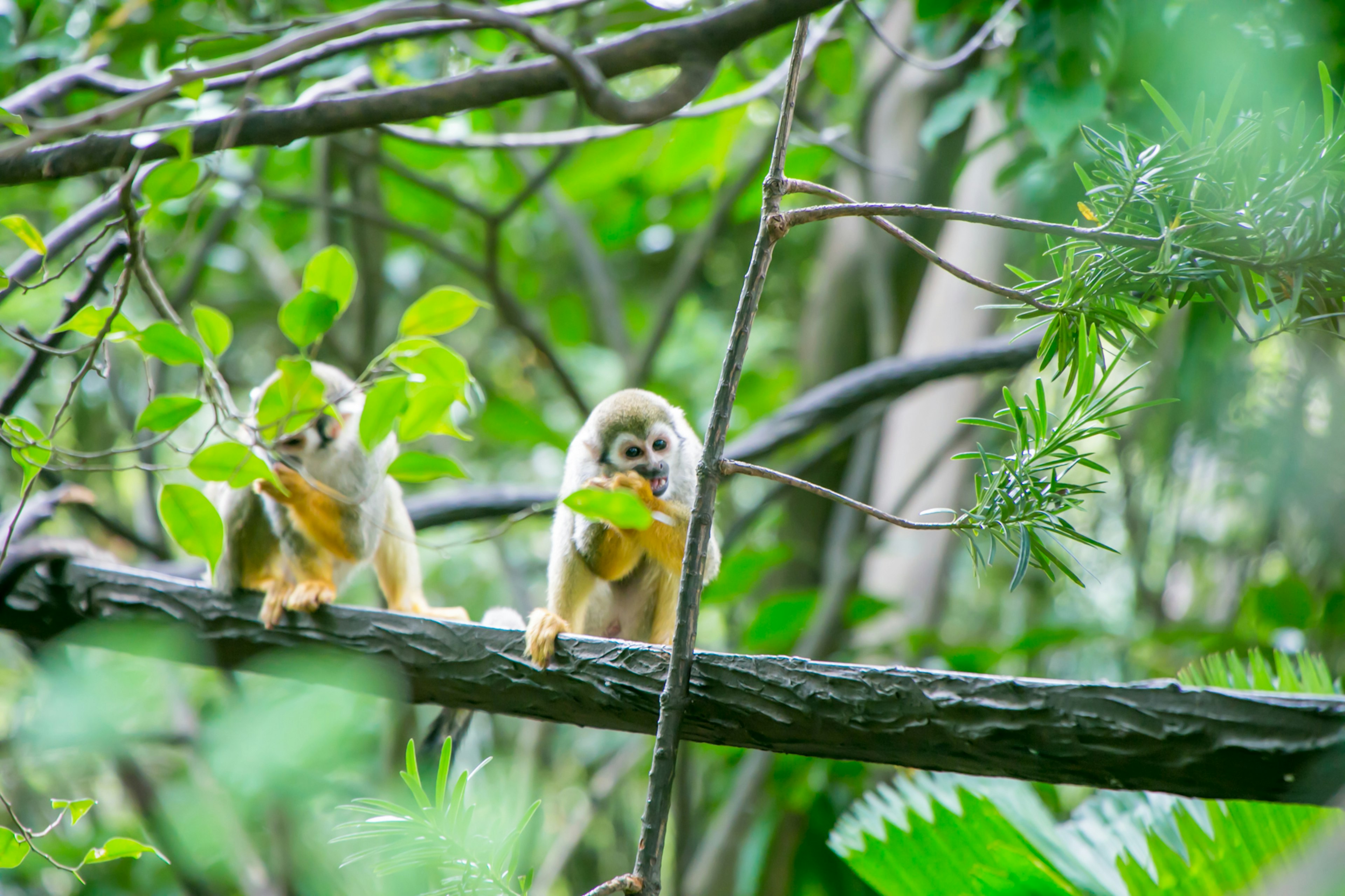 Two monkeys sitting on a branch in a lush green background