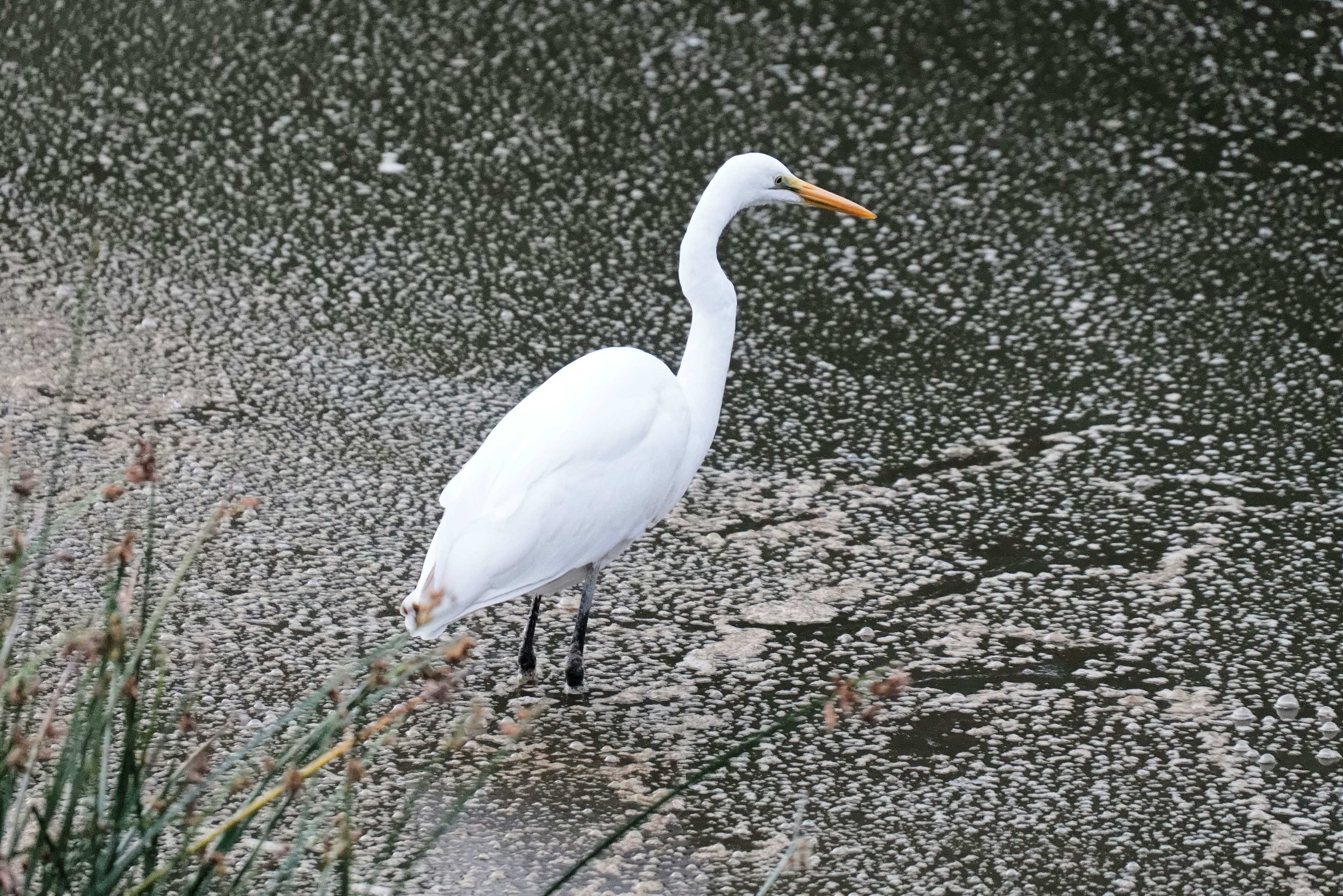 Ein weißer Reiher steht am Ufer