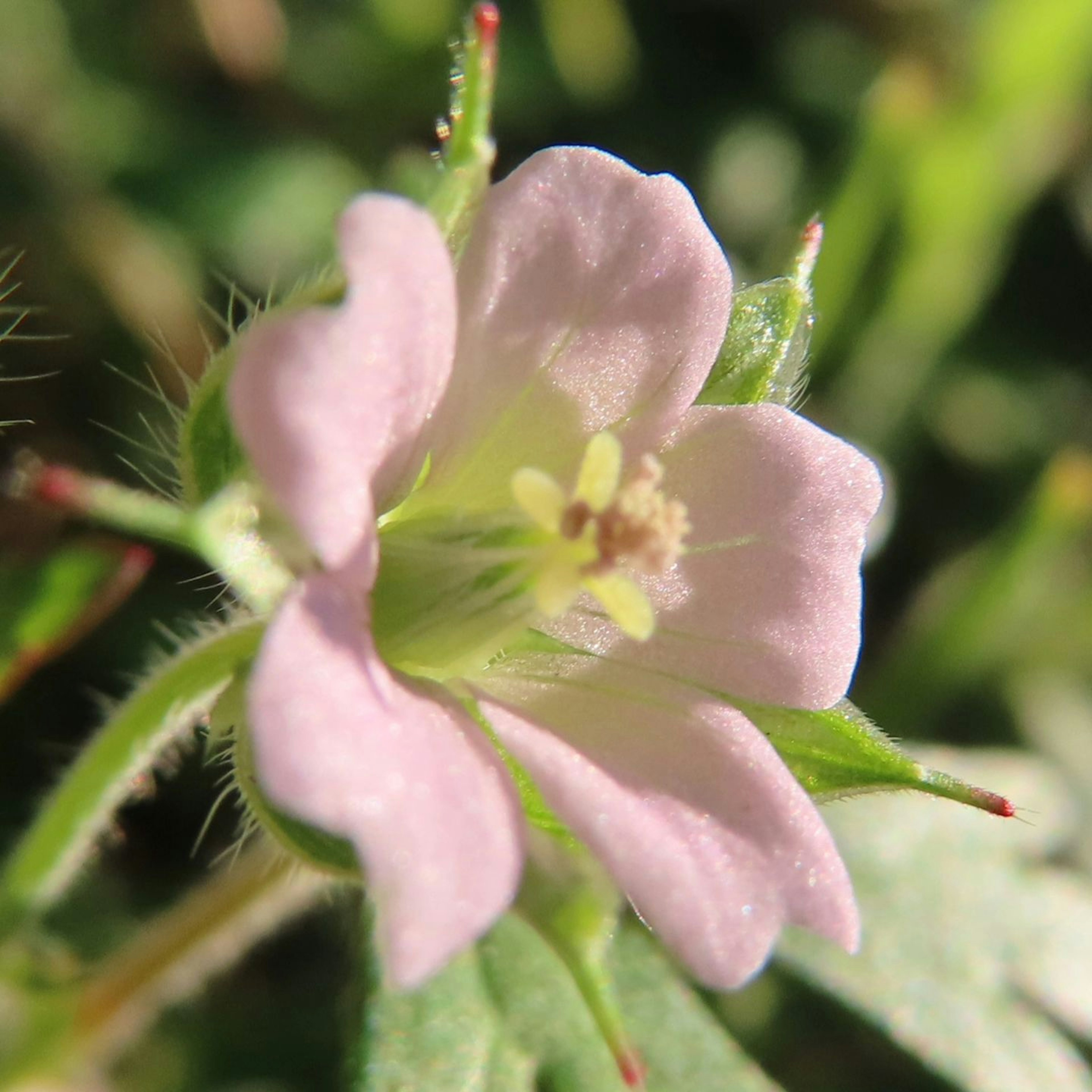 A pale pink flower blooming among green leaves