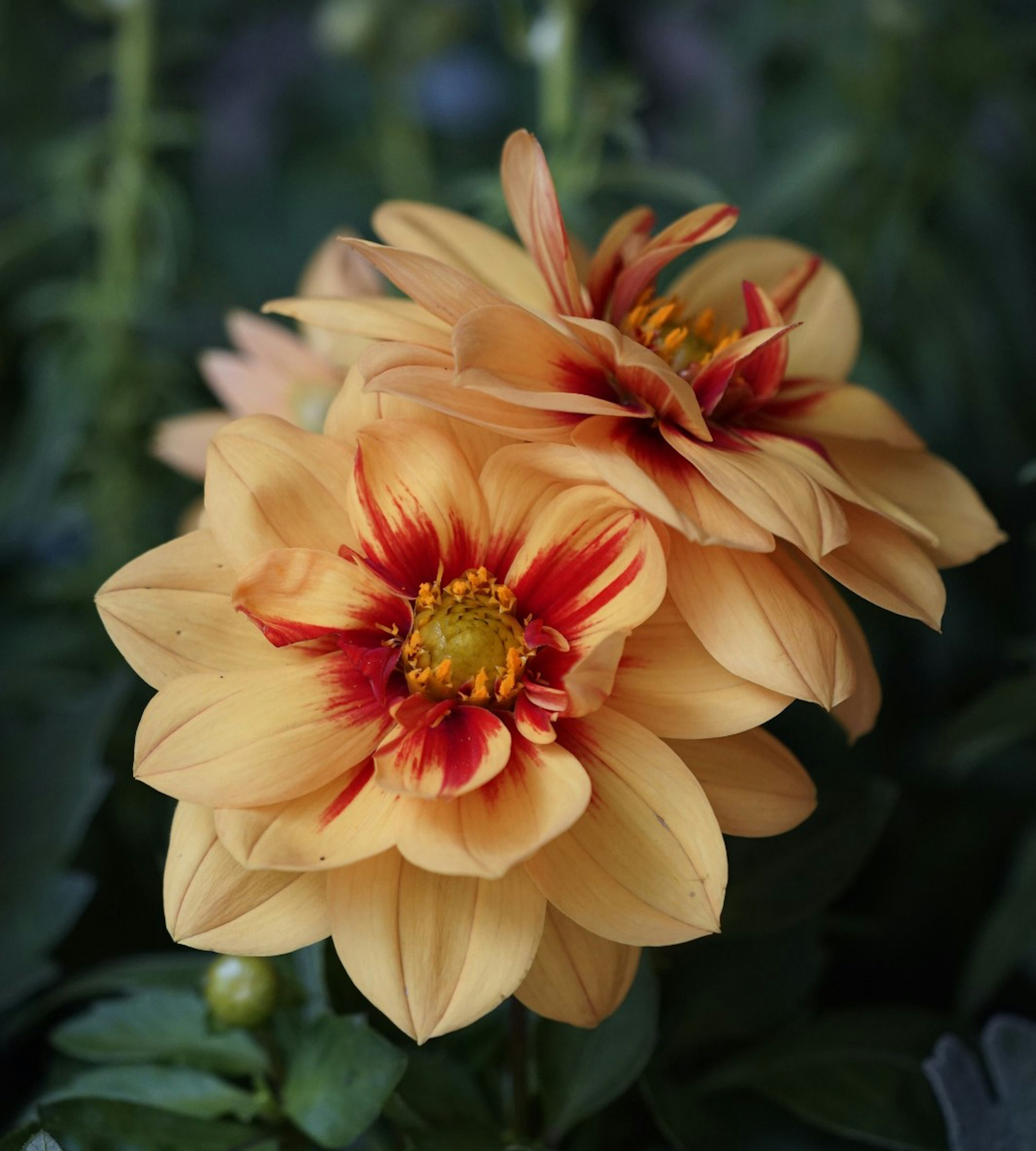 Fleurs de dahlias de couleur pêche avec des accents rouges en fleurs