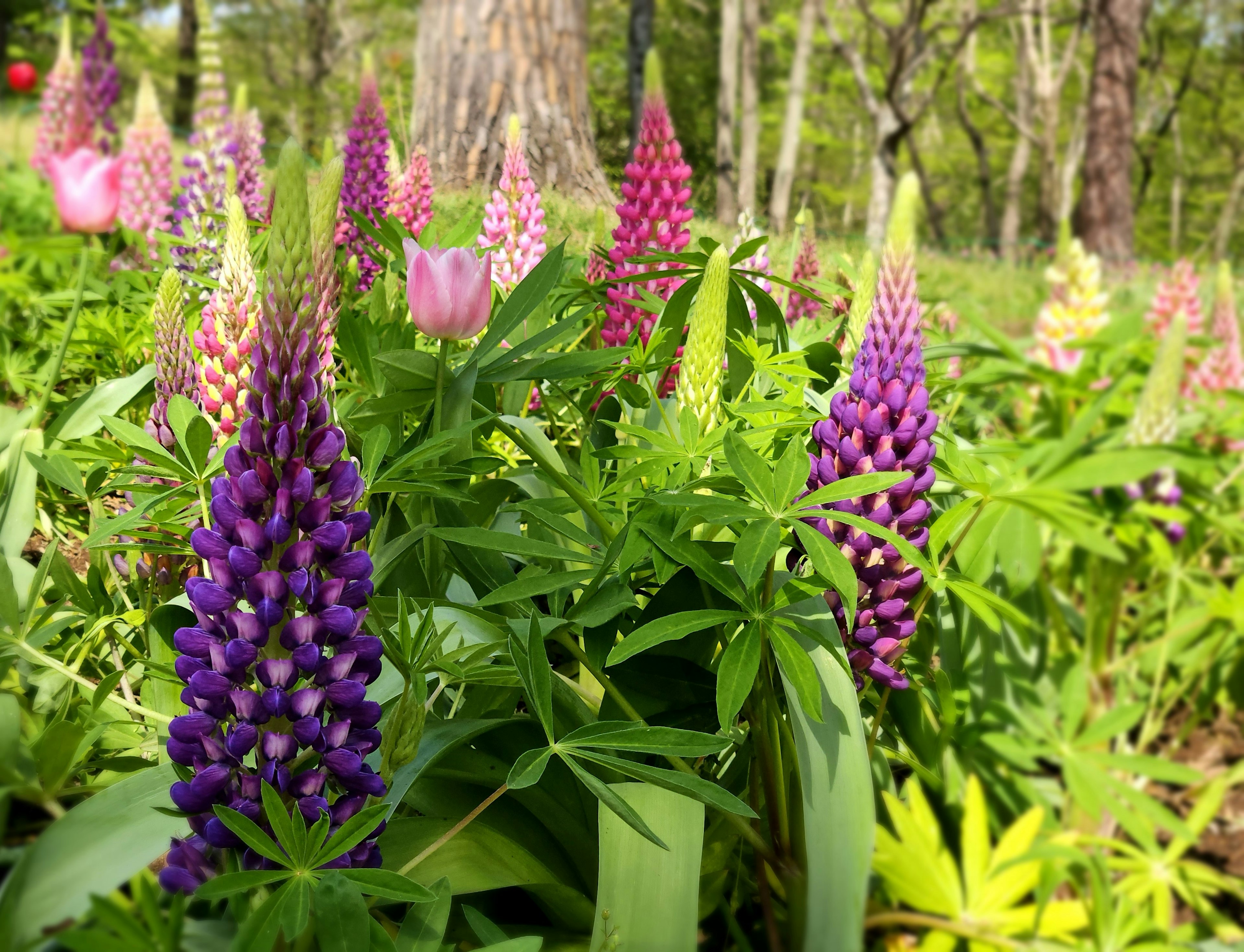 Campo verde rigoglioso con fiori di lupino viola e rosa in fiore