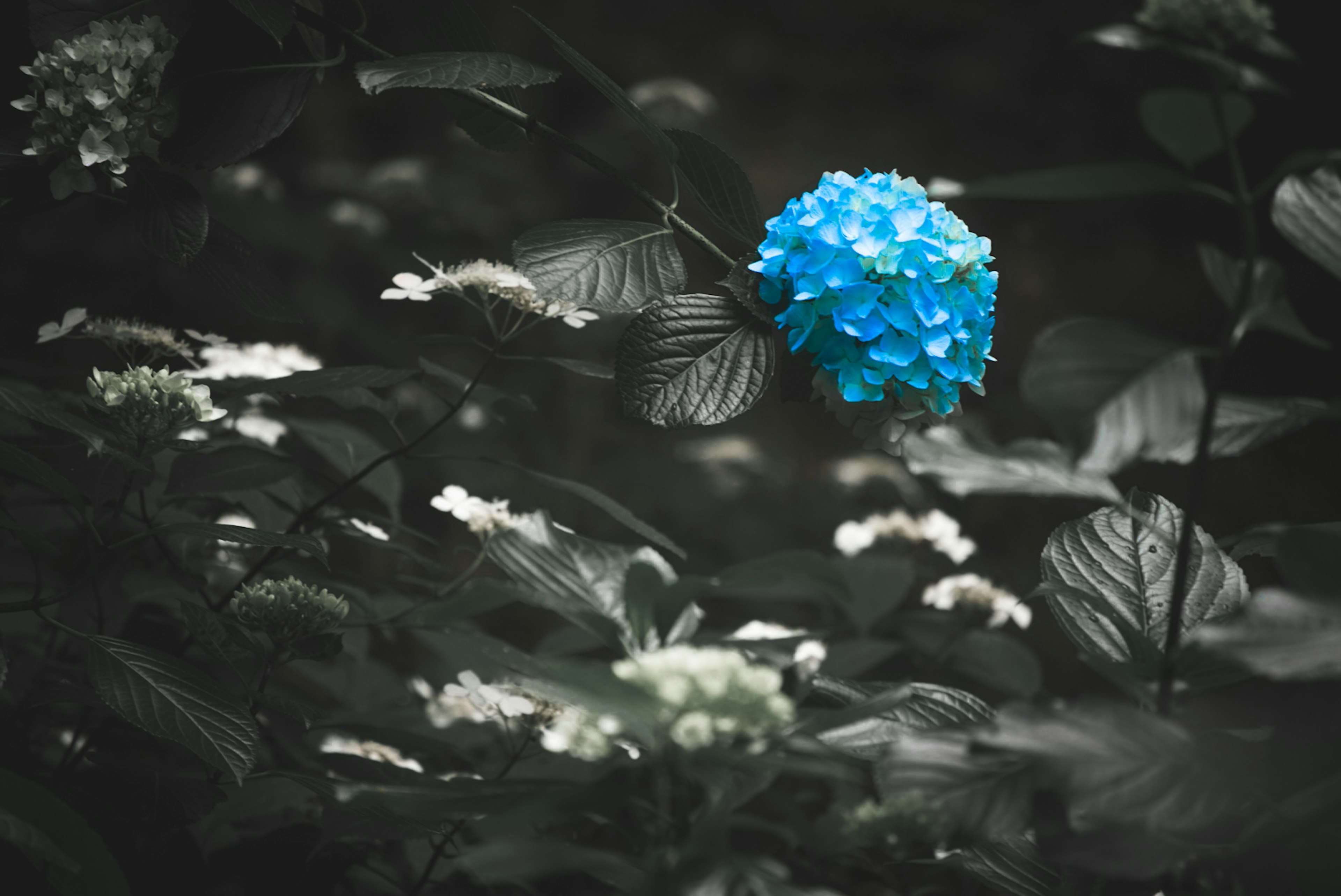 Un fiore di ortensia blu circondato da foglie verdi