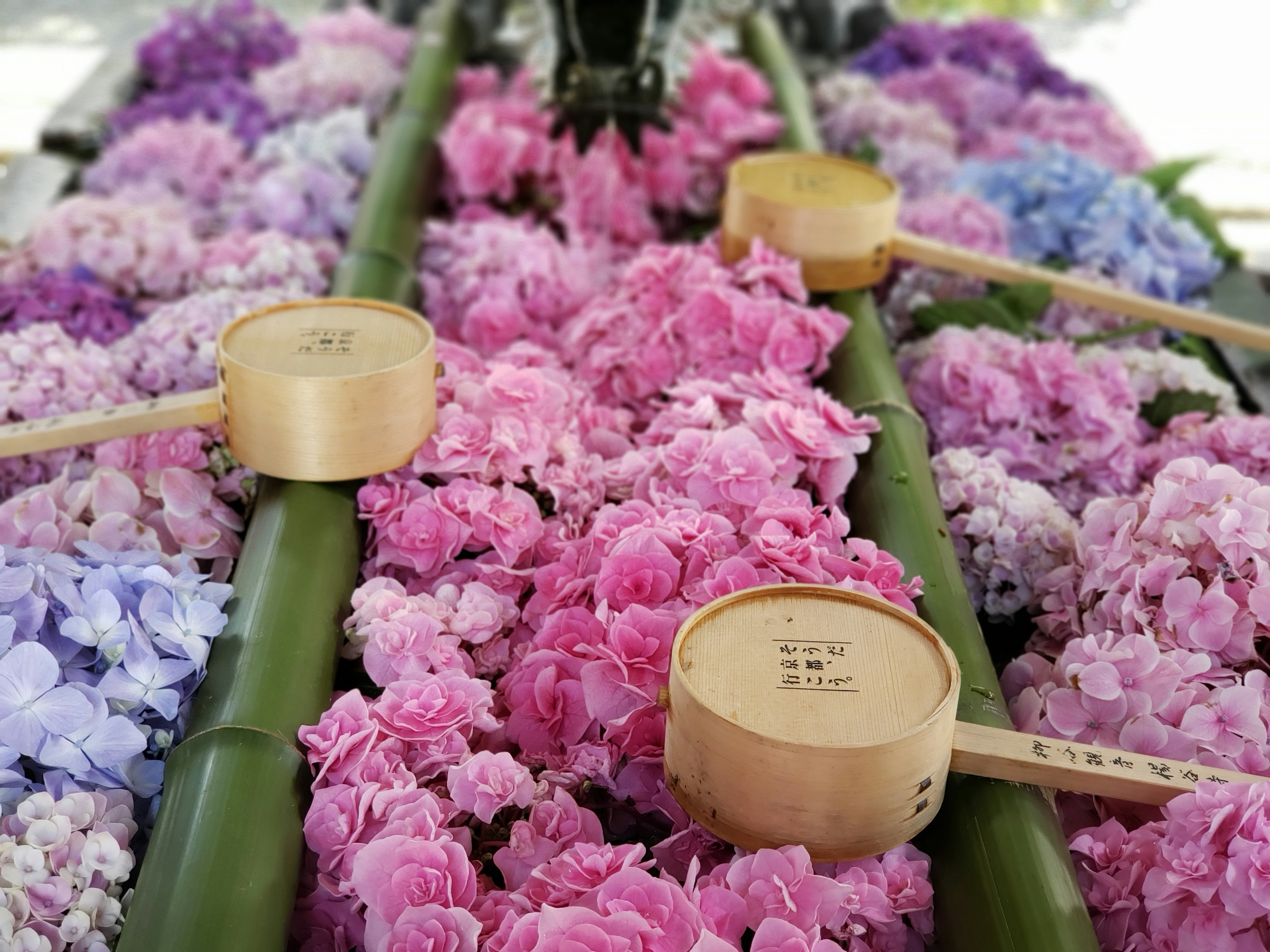 Flores coloridas dispuestas sobre bambú con cucharas de madera