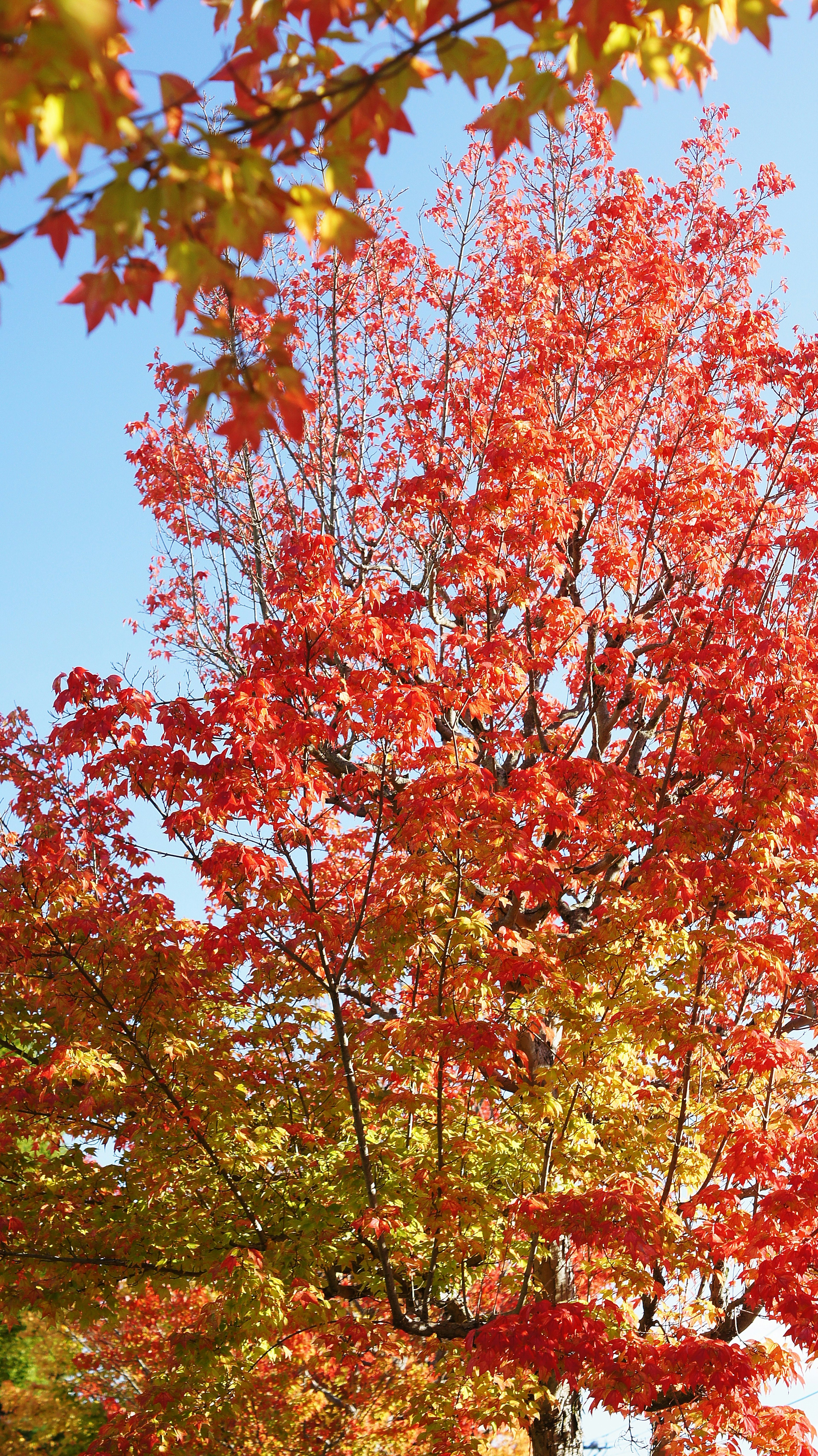 Árboles de otoño con hojas rojas y naranjas bajo un cielo azul