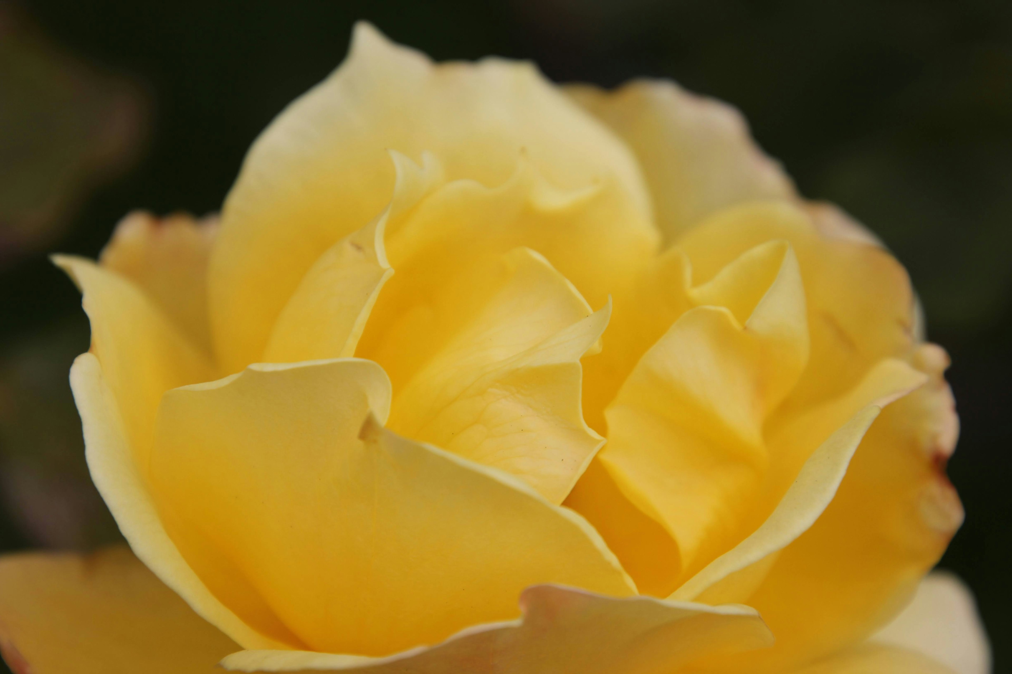 Una rosa gialla vibrante con petali sovrapposti che creano una bella forma