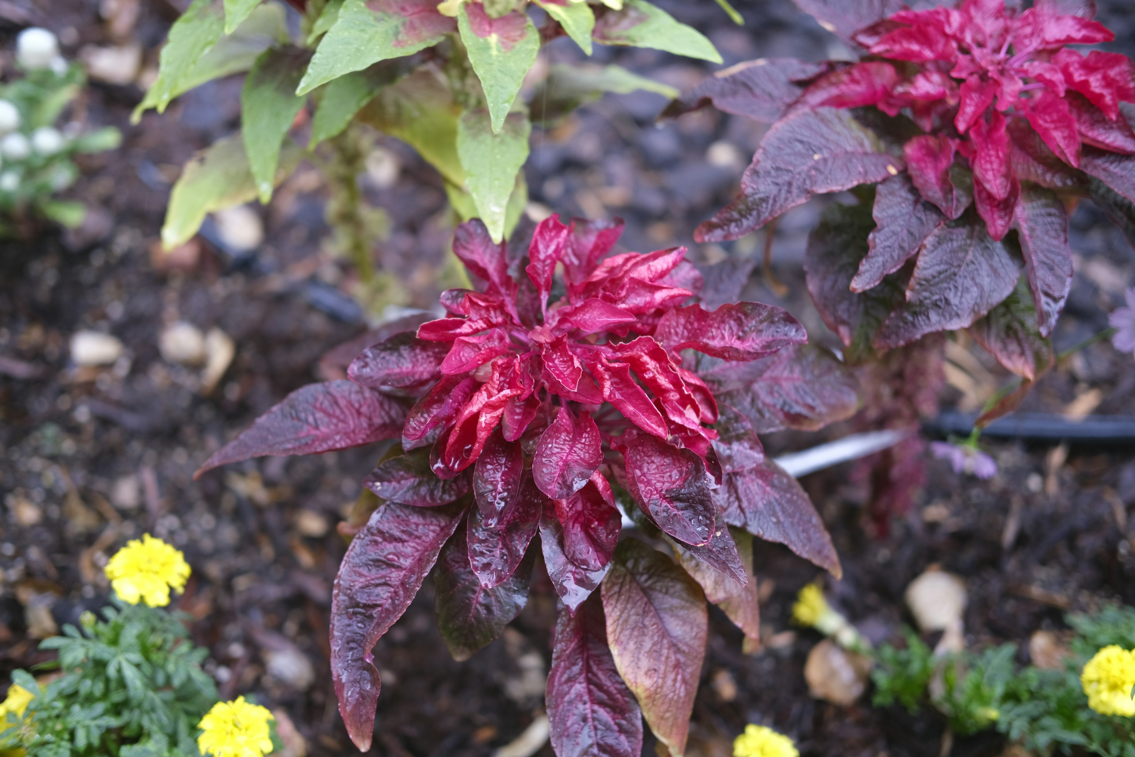 Planta con hojas moradas y flores amarillas brillantes en un jardín