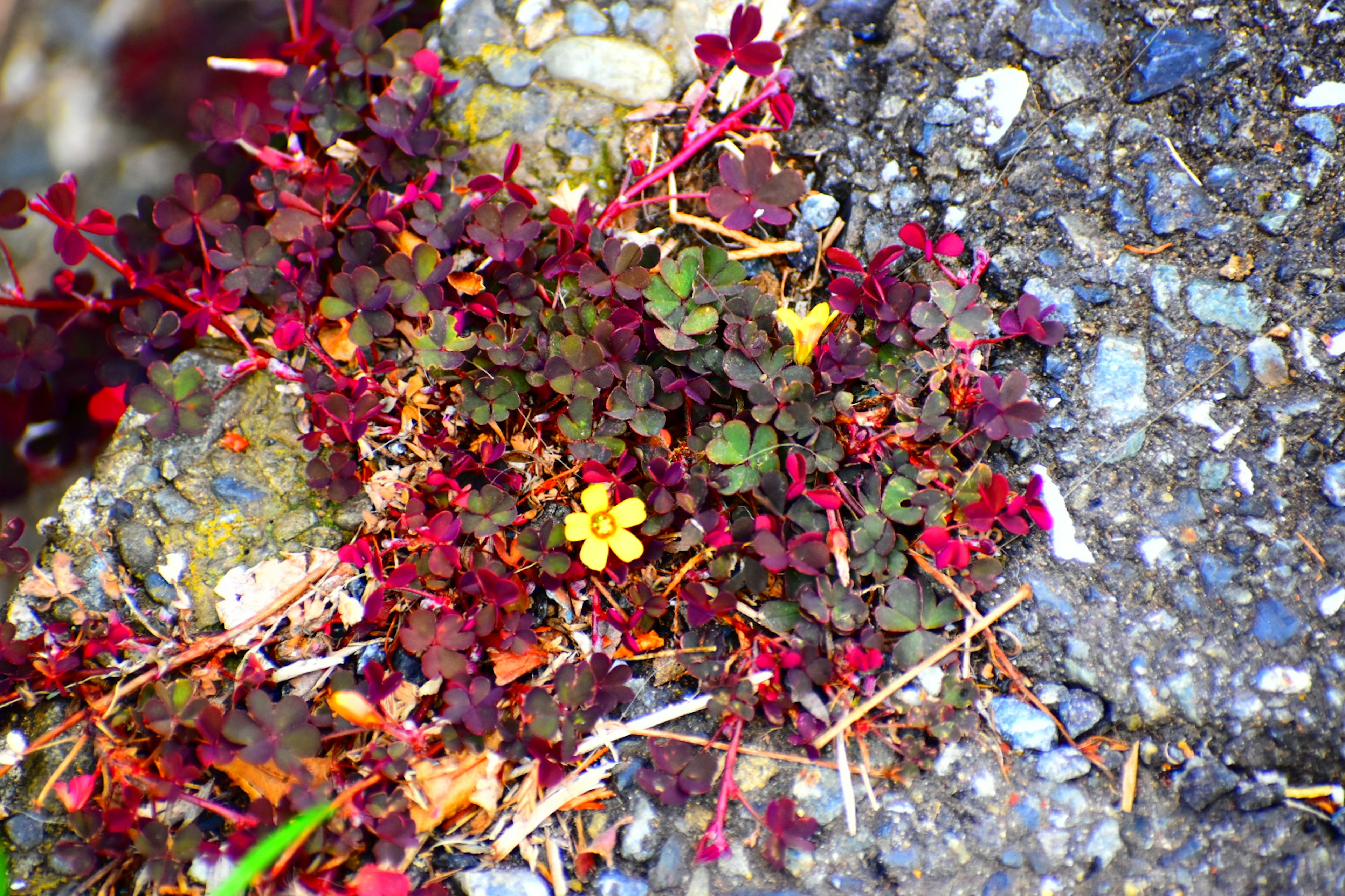 Piante rosso-viola con un fiore giallo che cresce tra le crepe del pavimento