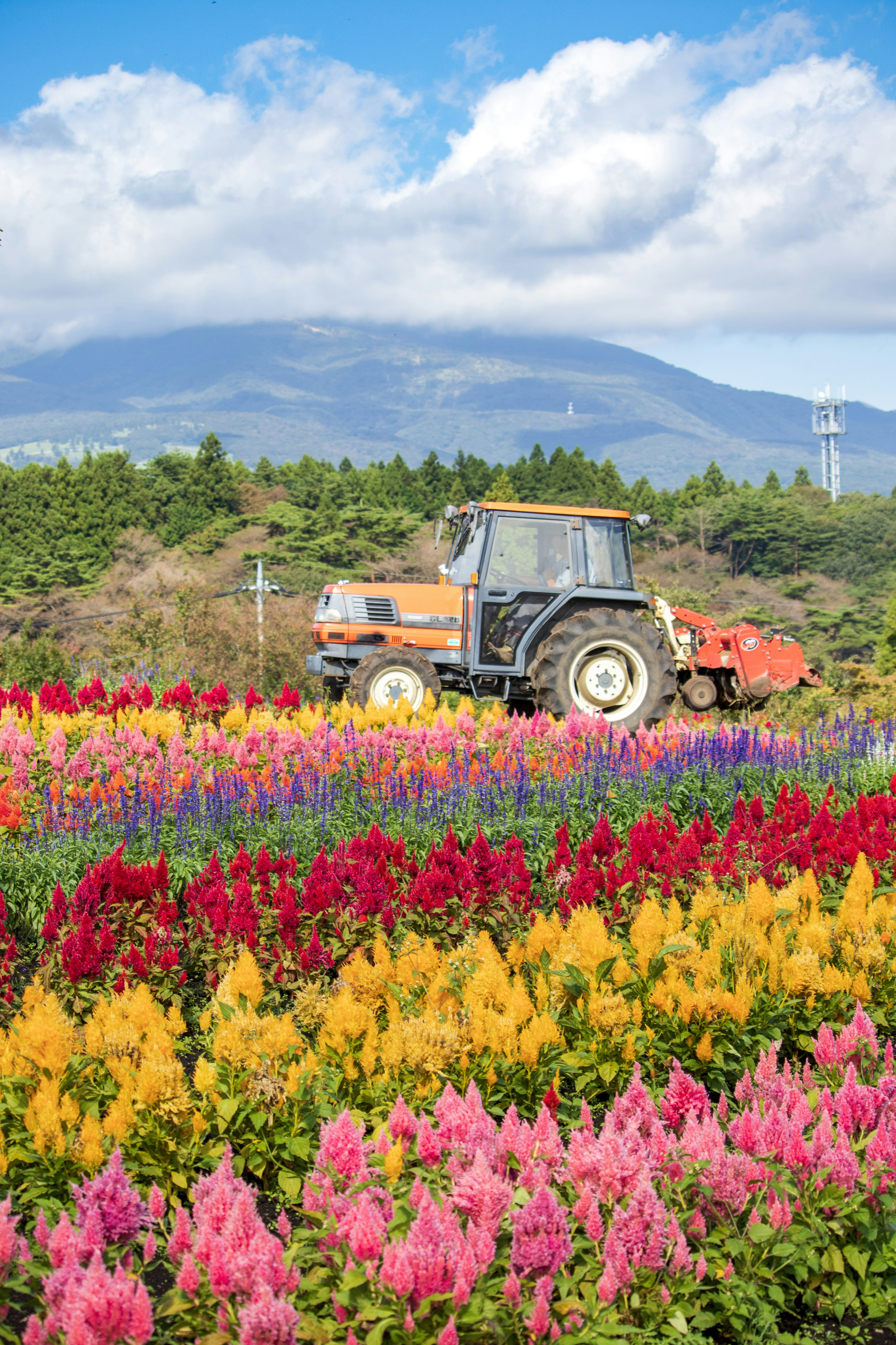 色とりどりの花畑とトラクターが映る風景