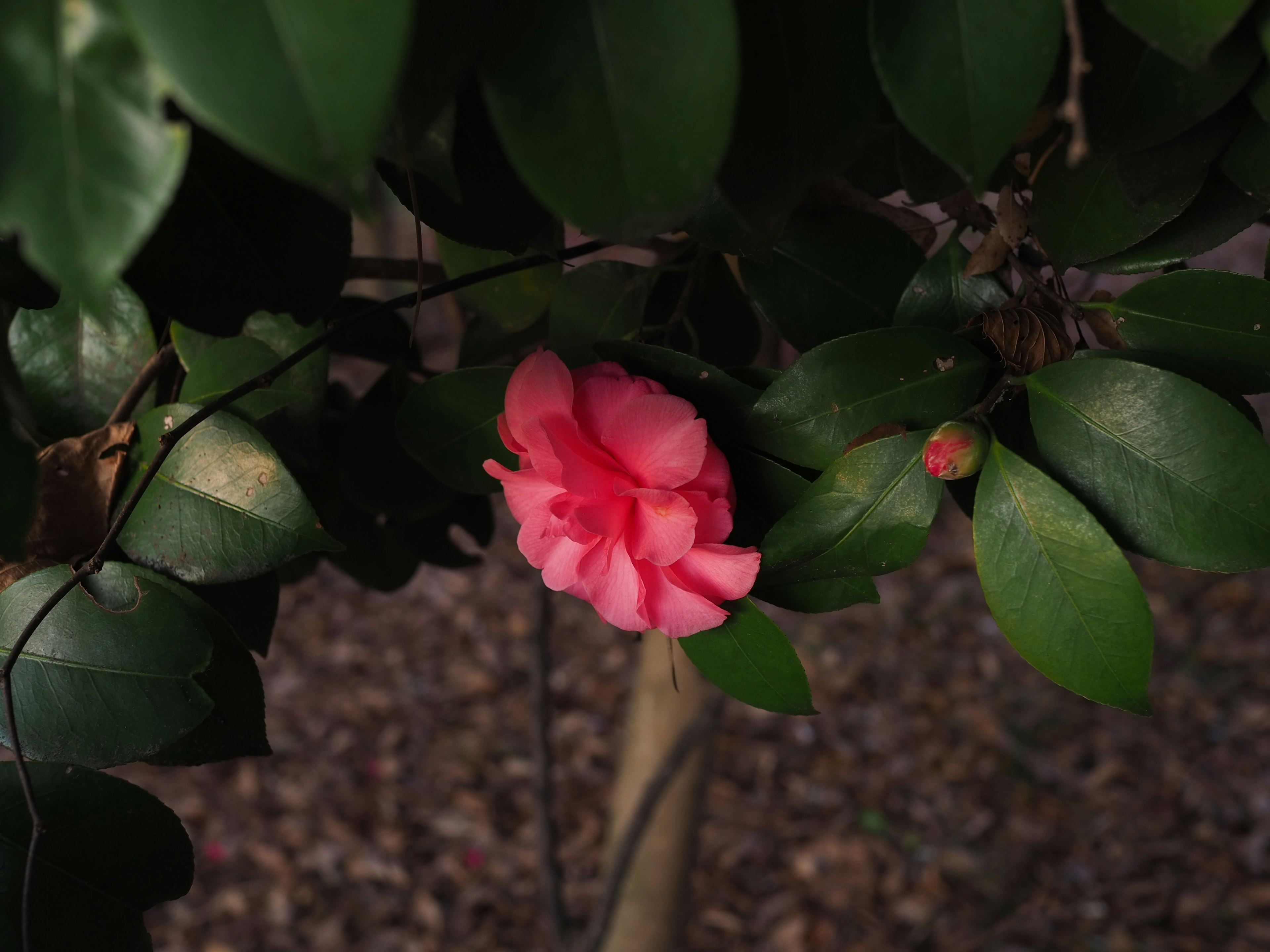 Une fleur rose vibrante entourée de feuilles vertes