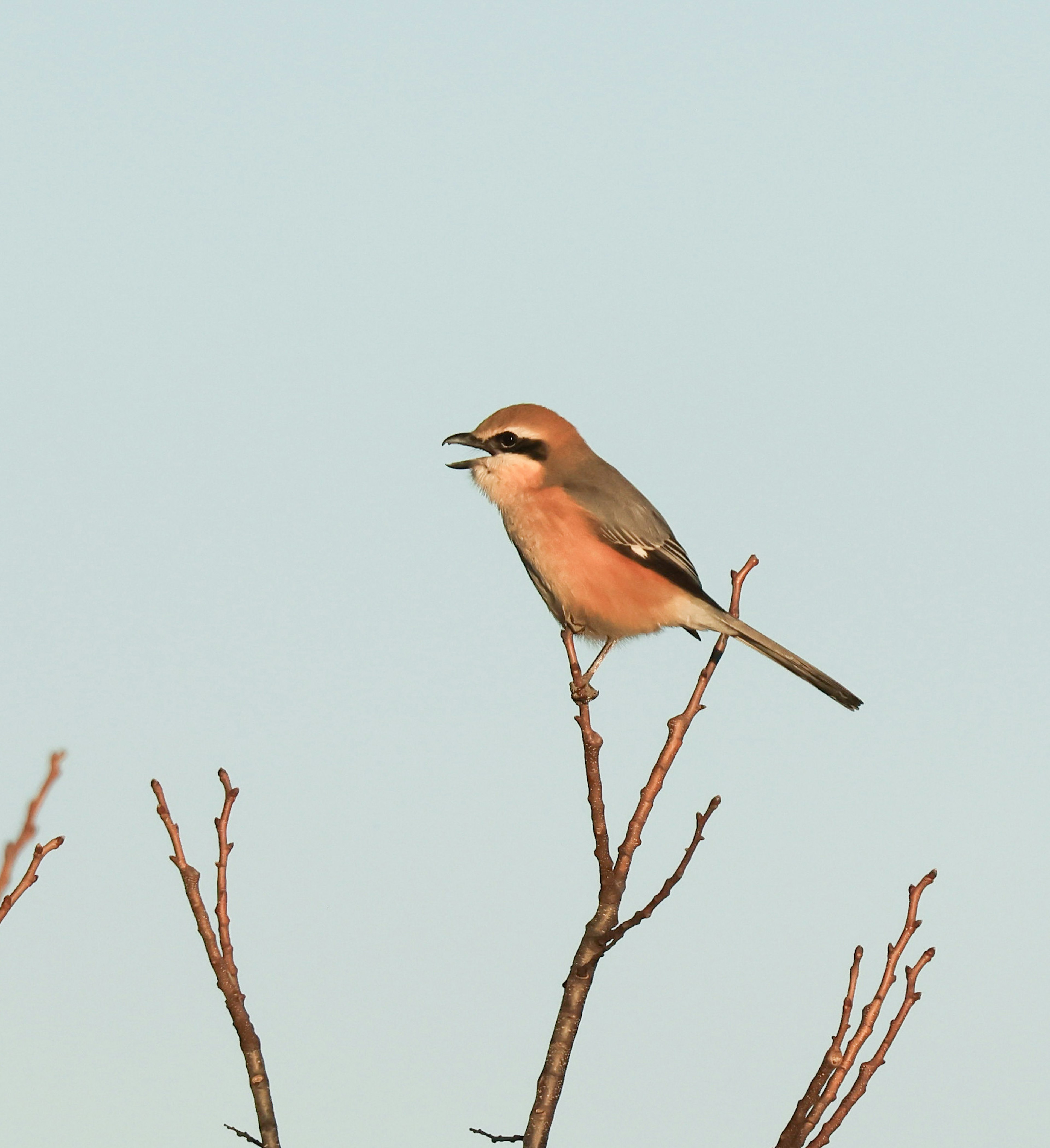 Vue latérale d'un petit oiseau perché sur une brindille