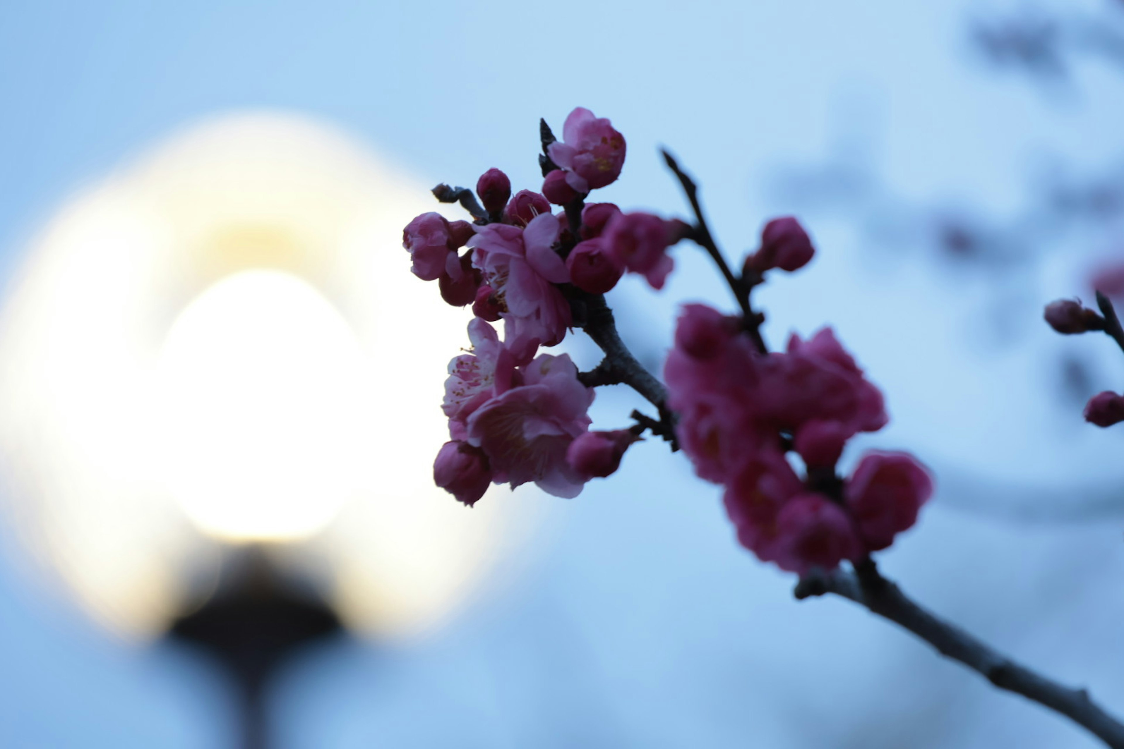 Branch of pink flowers with a blurred light in the background