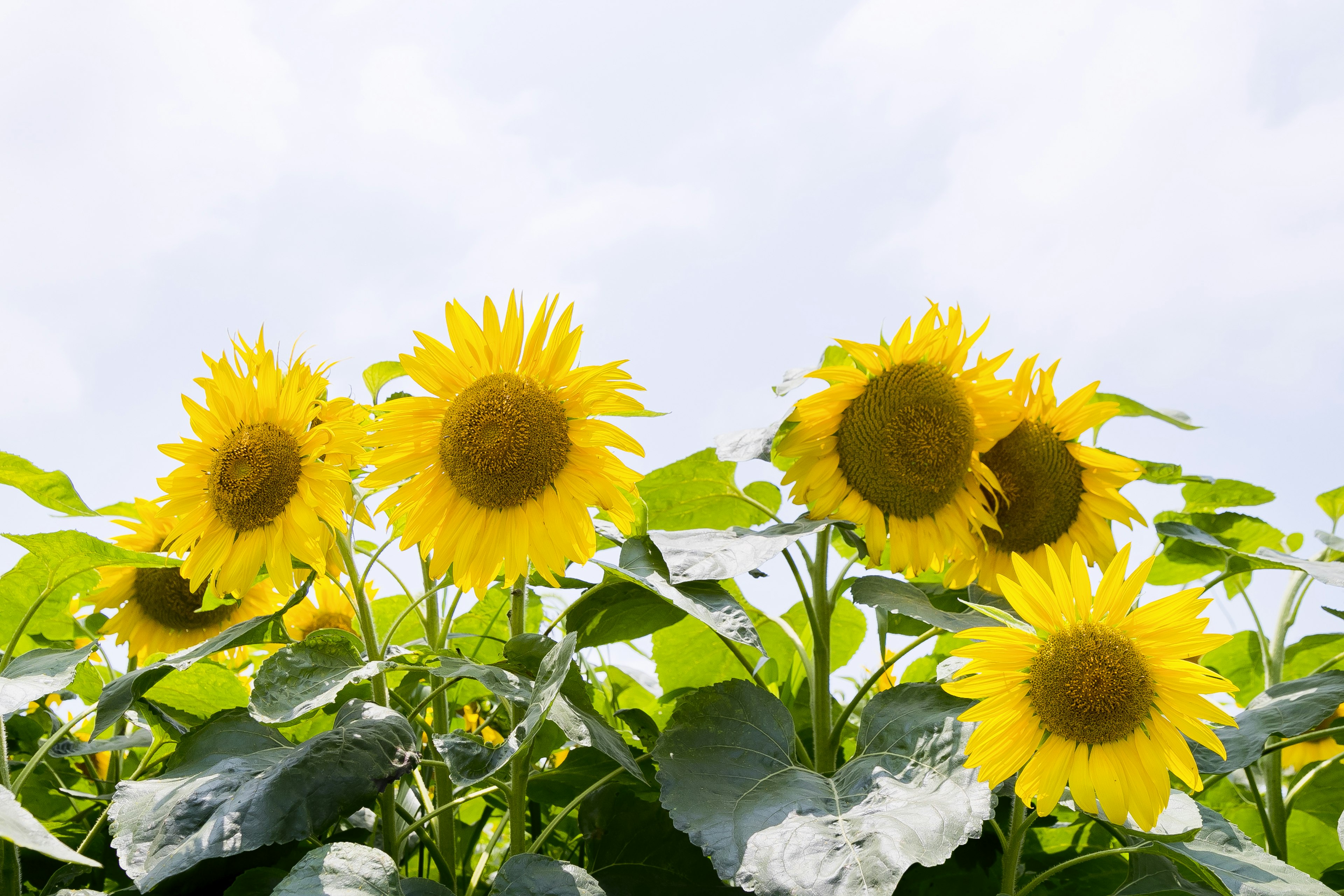 Helle Sonnenblumen blühen unter einem blauen Himmel