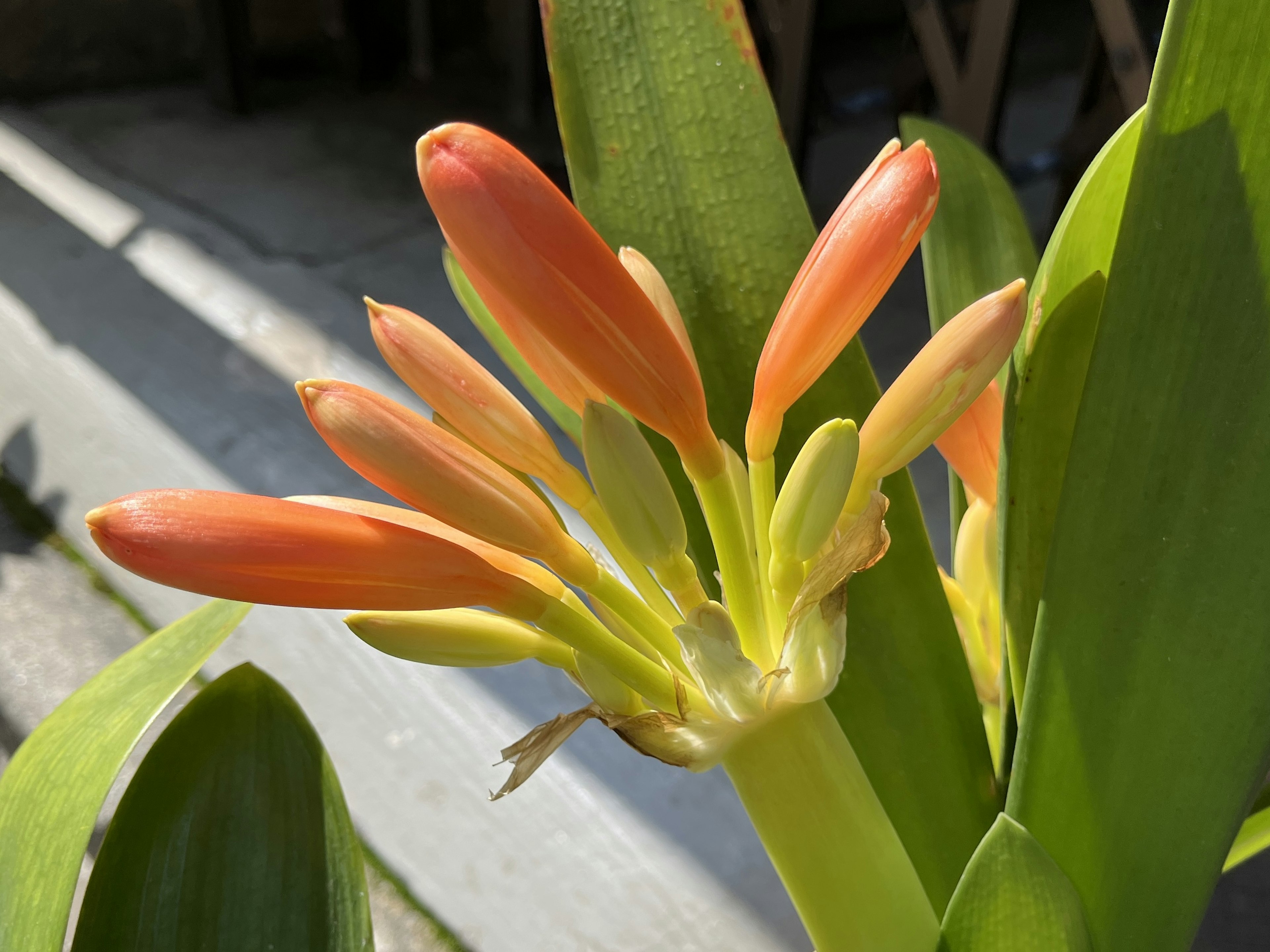 オレンジ色の花びらを持つ植物のクローズアップ写真