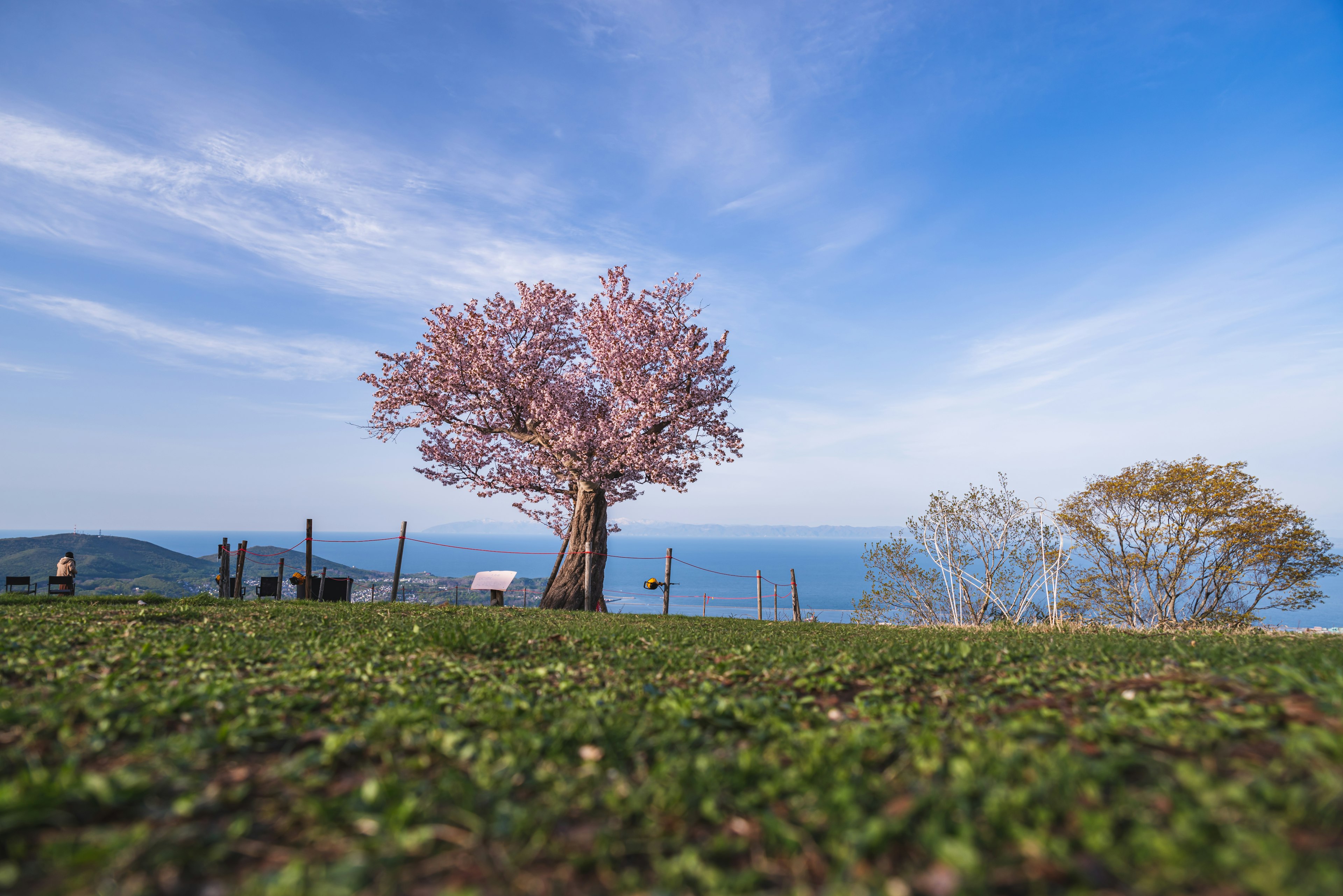 Cherry blossom tree under a blue sky with ocean view