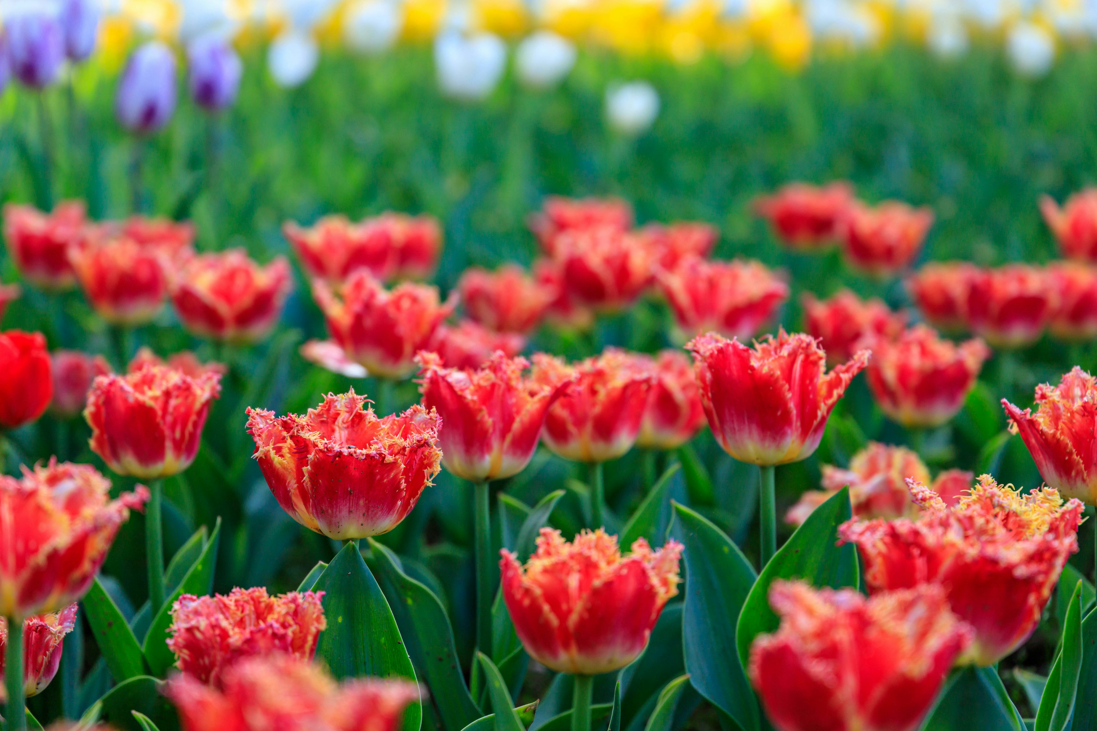 Kedekatan tulip merah cerah di ladang bunga