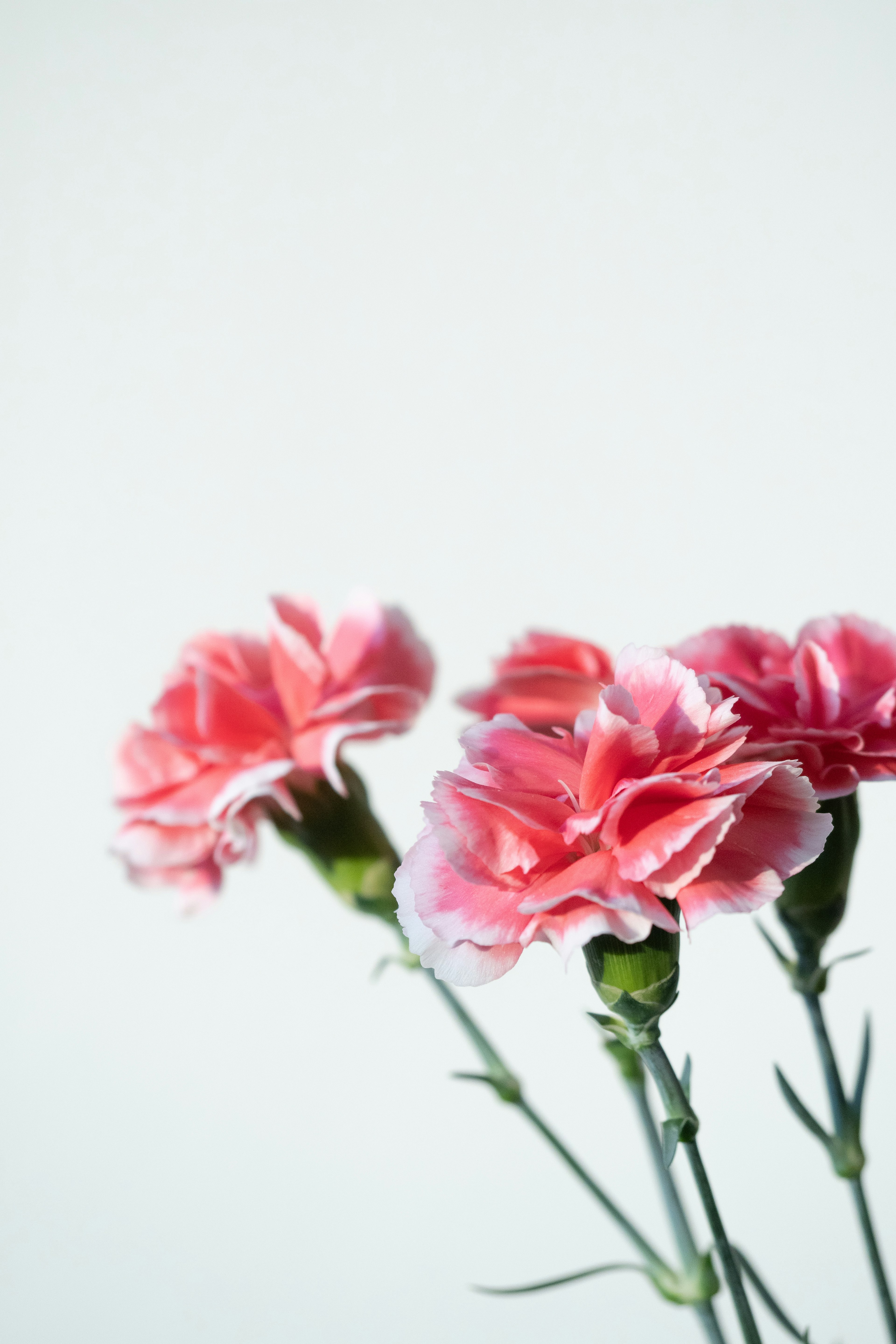 Pink carnation flowers against a white background