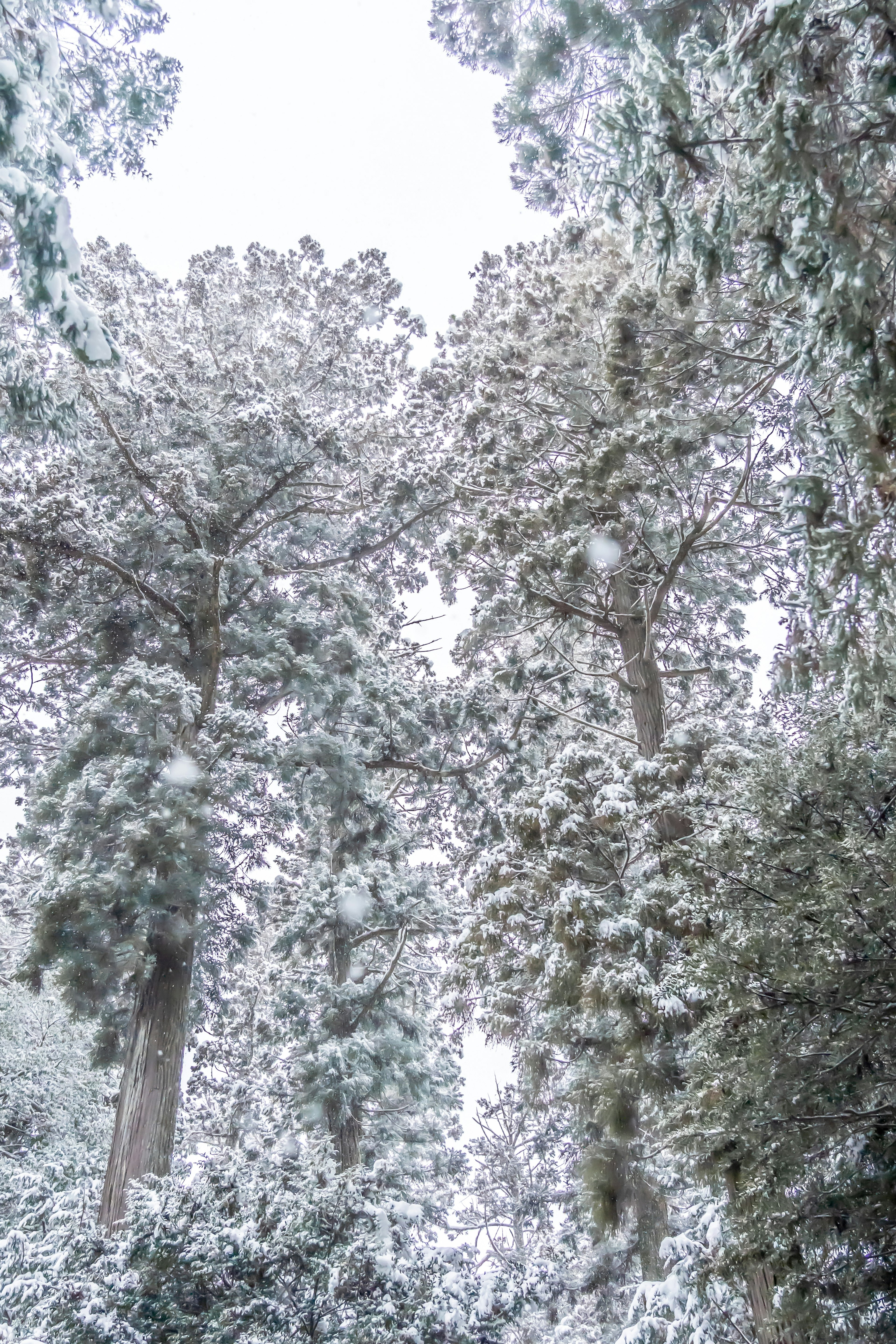 Arbres hauts recouverts de neige dans une forêt d'hiver