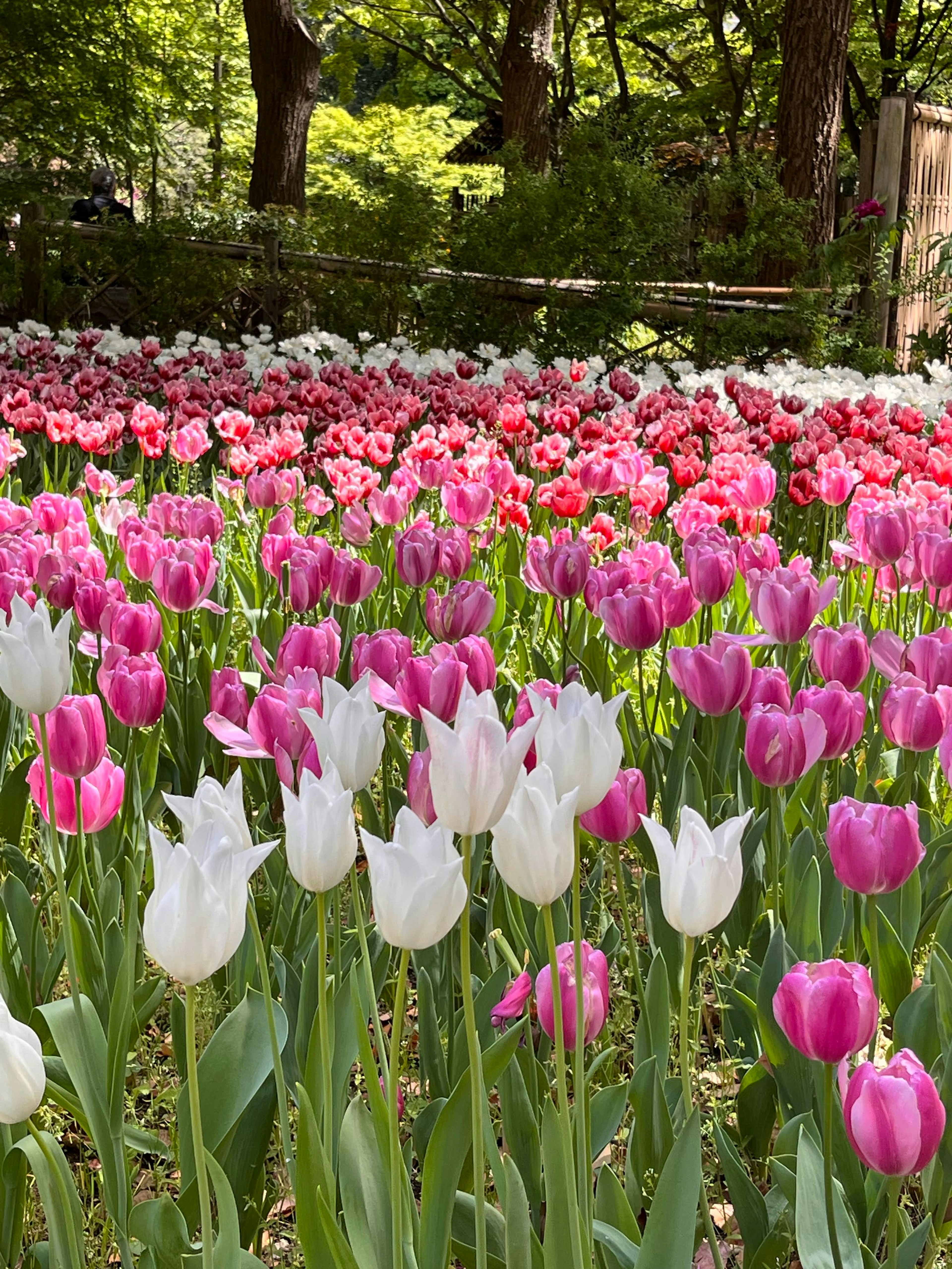 Ein schöner Blumenfeld mit bunten blühenden Tulpen