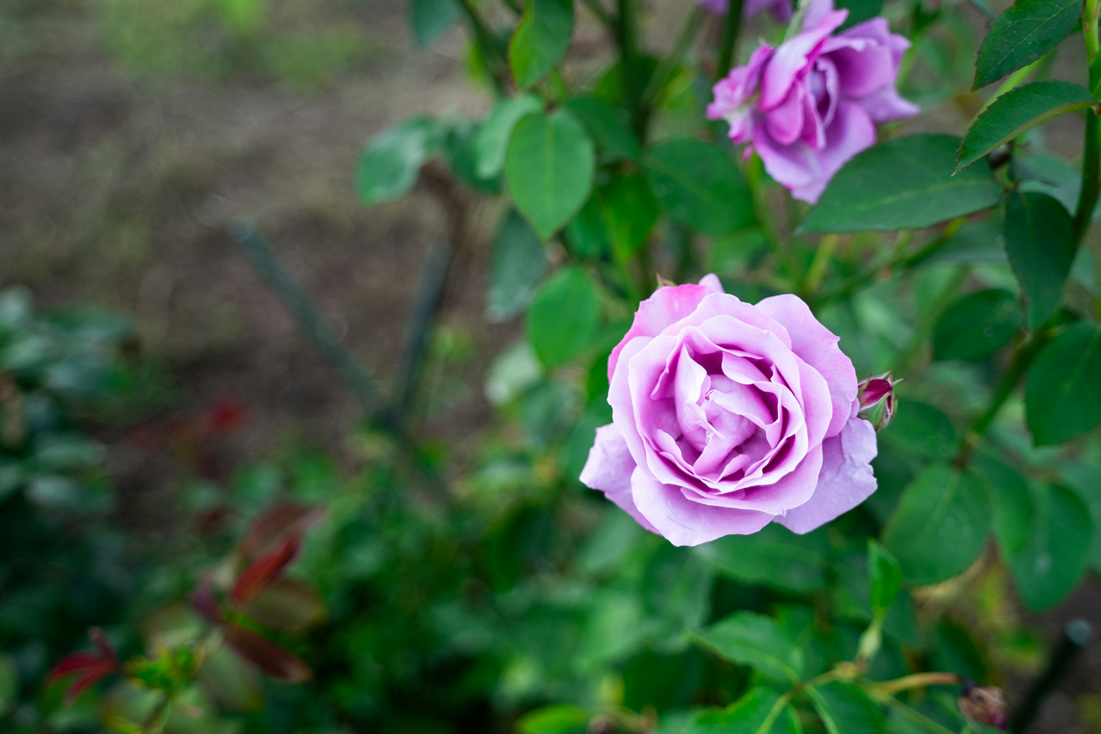 美しい紫色のバラの花が緑の葉の間に咲いている