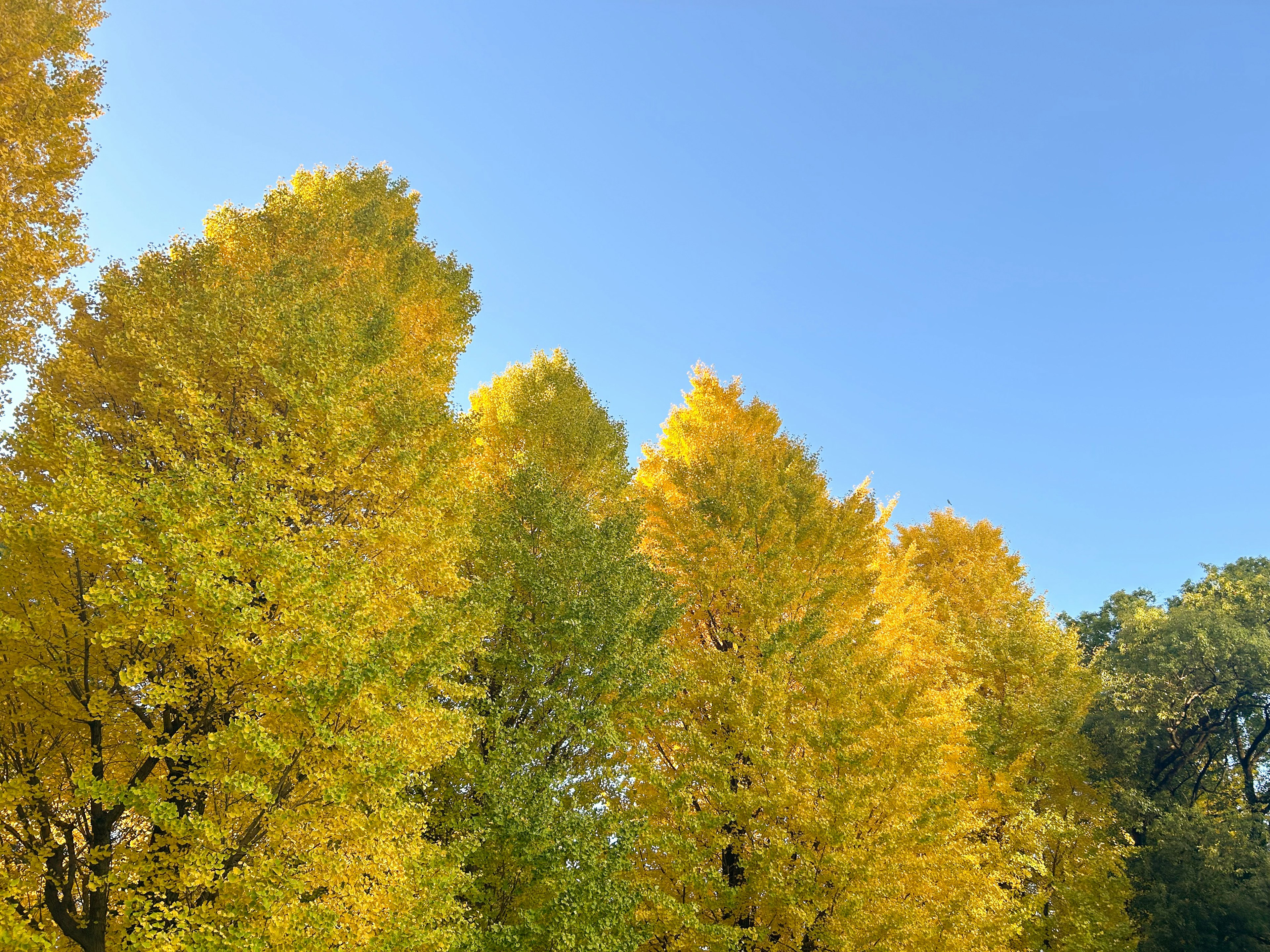 Vibrant yellow trees against a clear blue sky