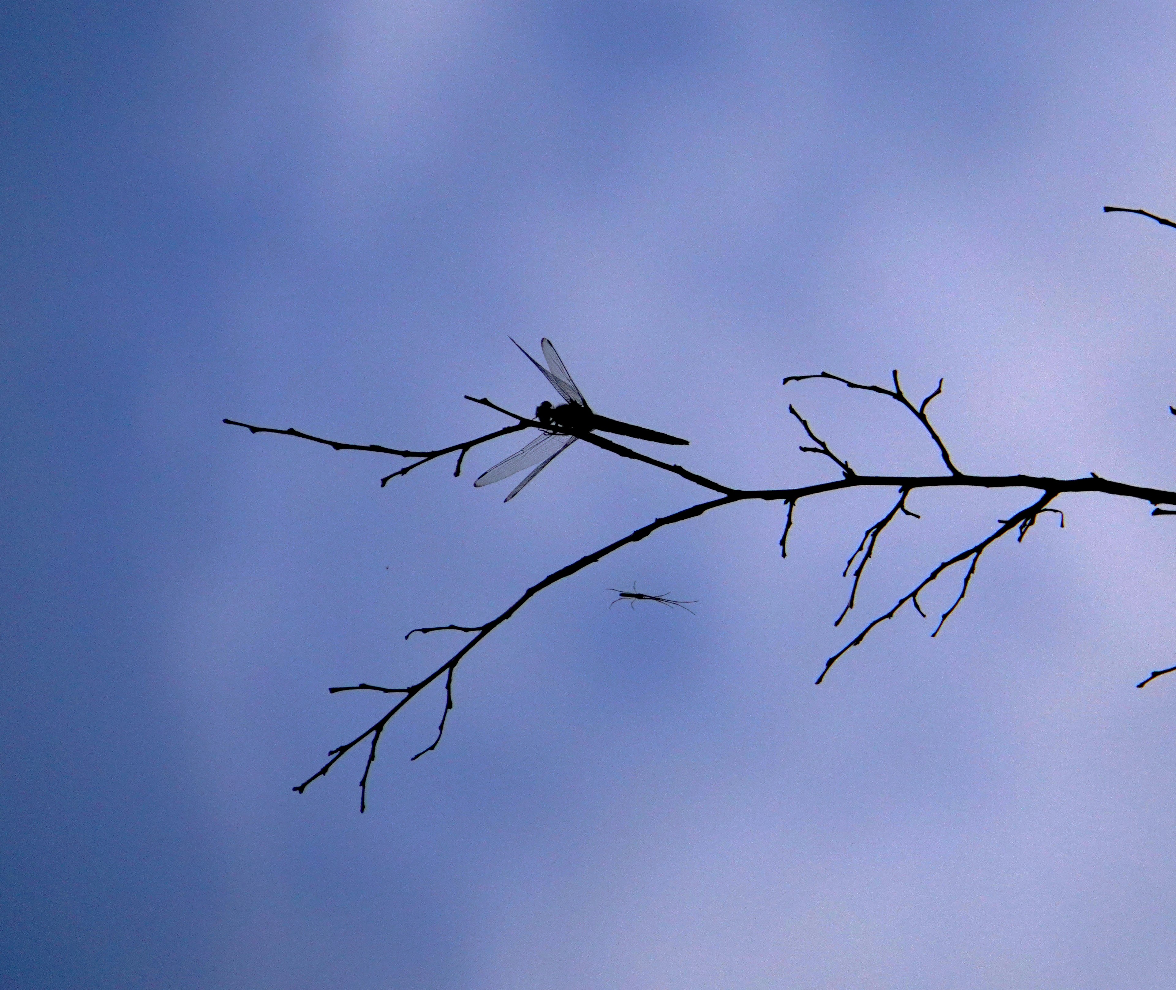 Libelle auf einem dünnen Ast vor einem blauen Himmel