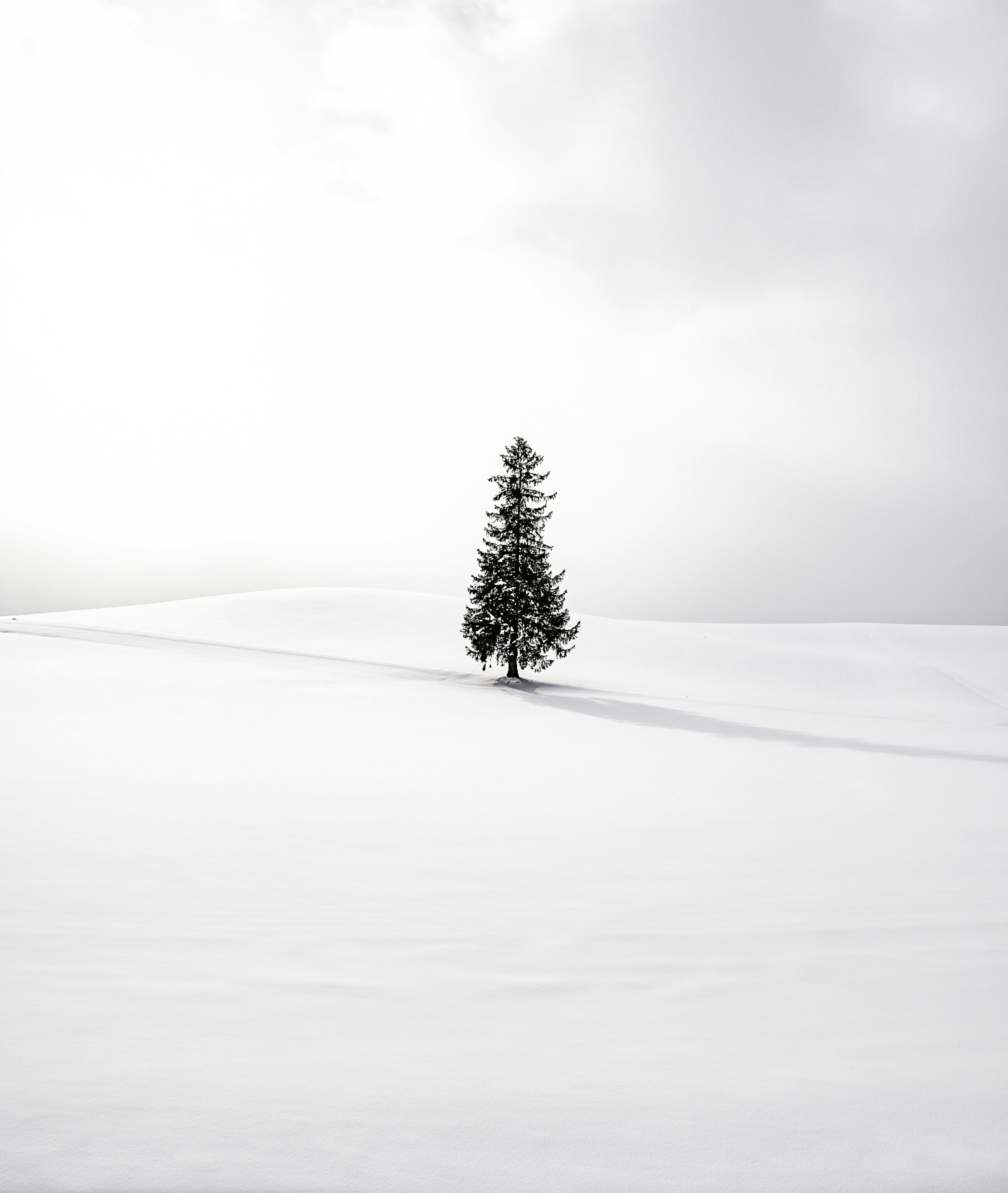 Un árbol solitario de pie en un paisaje nevado