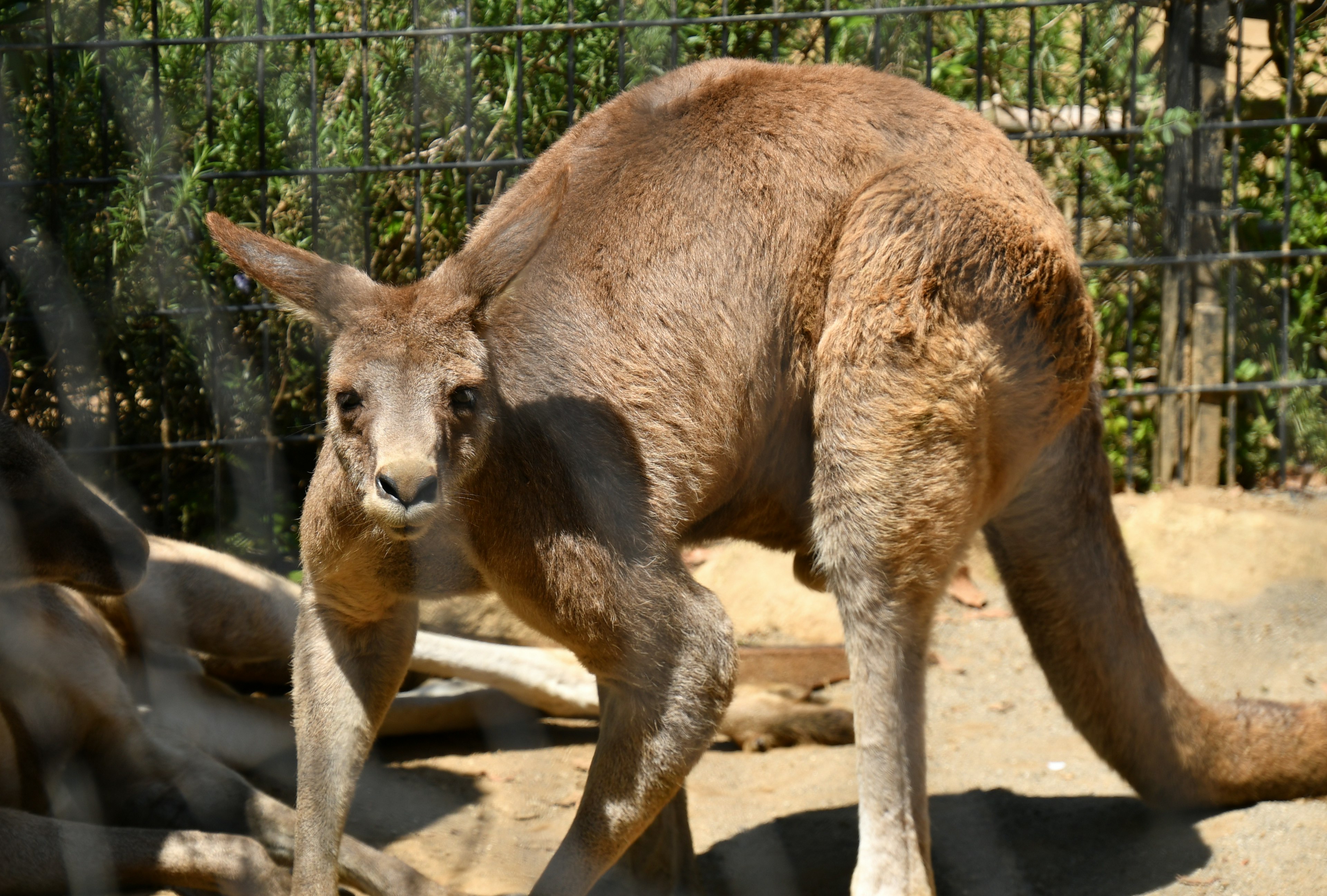 Un canguro de pie en un recinto del zoológico