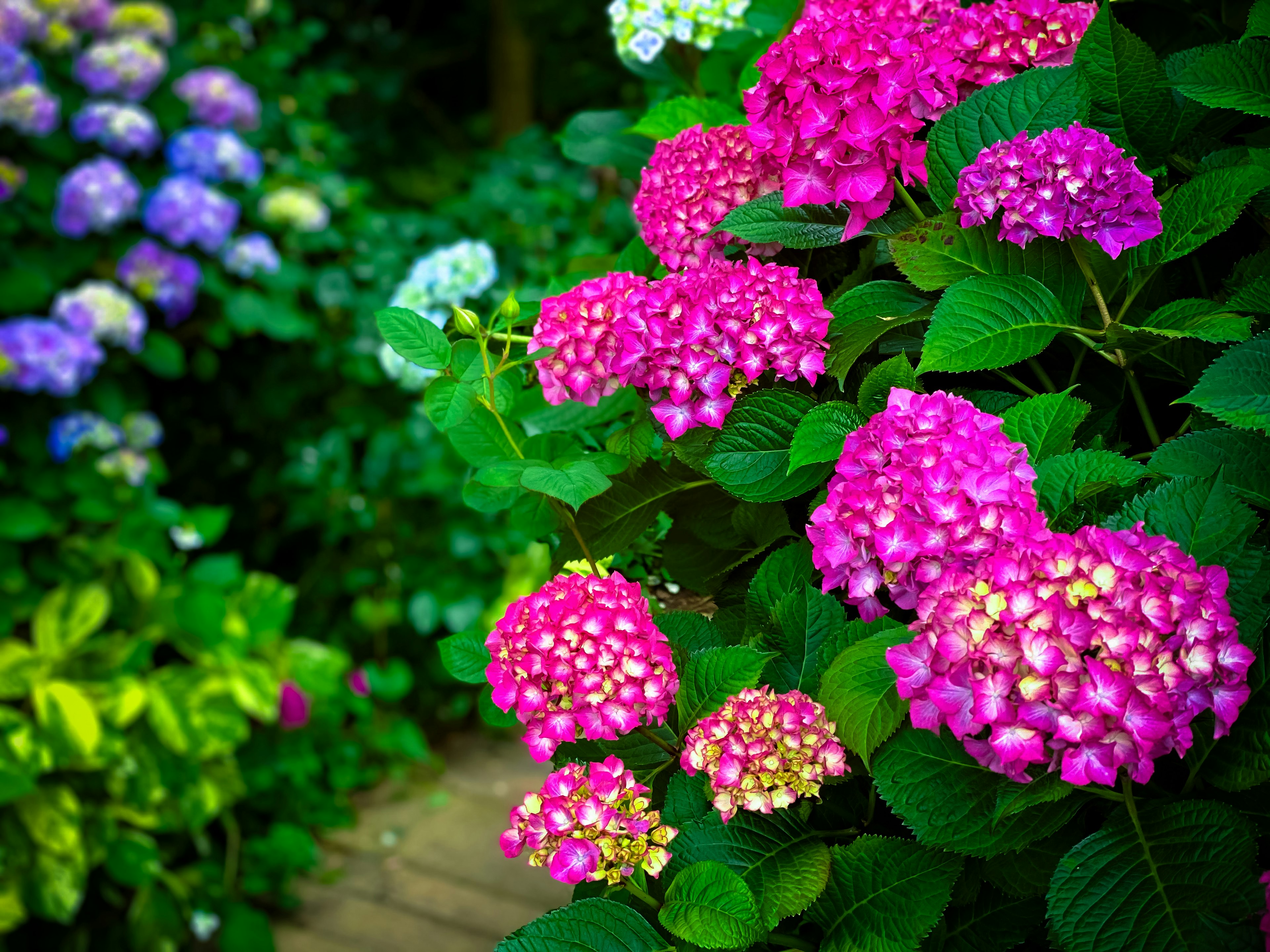 Bunte Hortensienblüten blühen in einer Gartenlandschaft